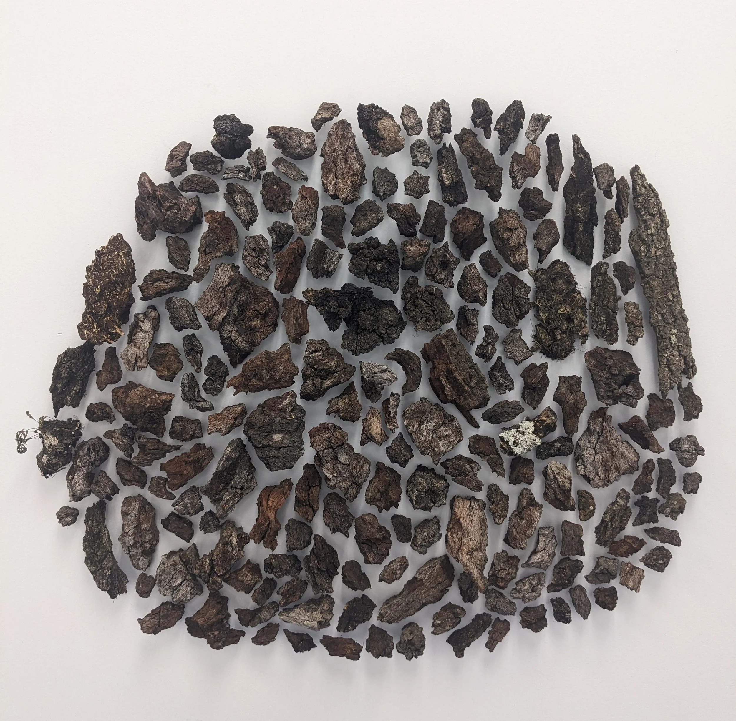 Re-Membering the Trees - 1st Iteration
Pieces of bark collected from various trees in Tallahassee, FL.