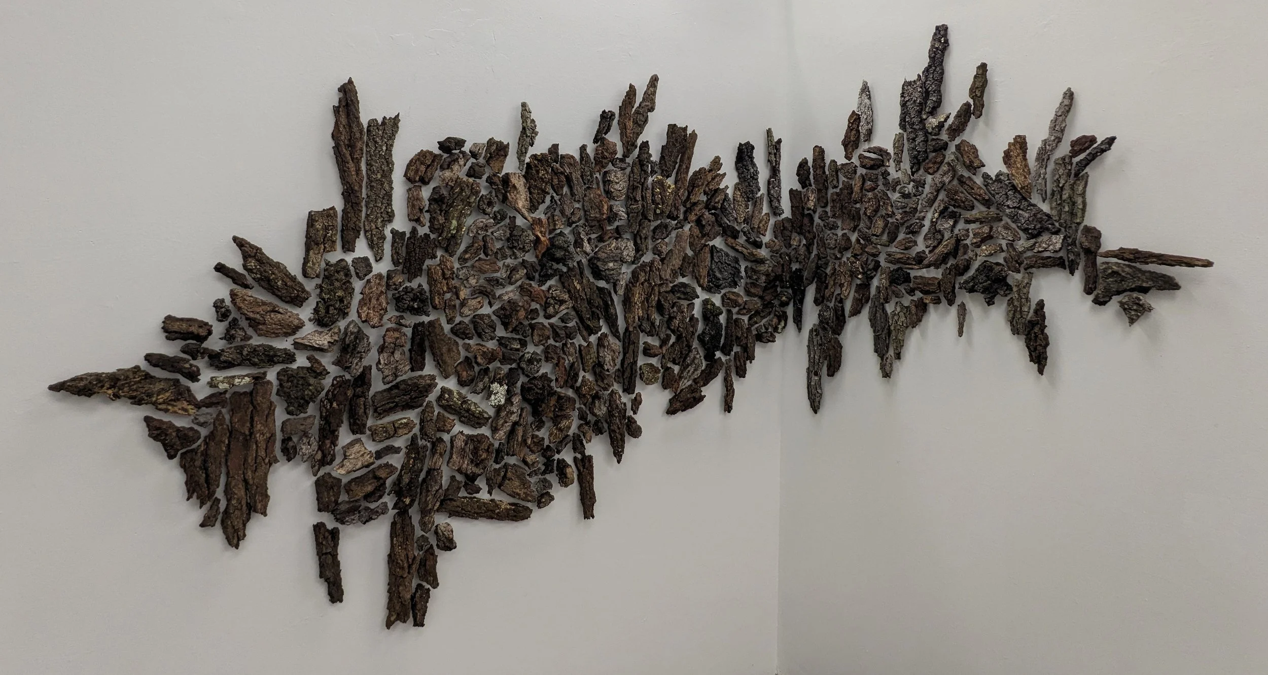 Re-Membering the Trees - 2nd Iteration
Pieces of bark collected from various trees in Tallahassee, FL.