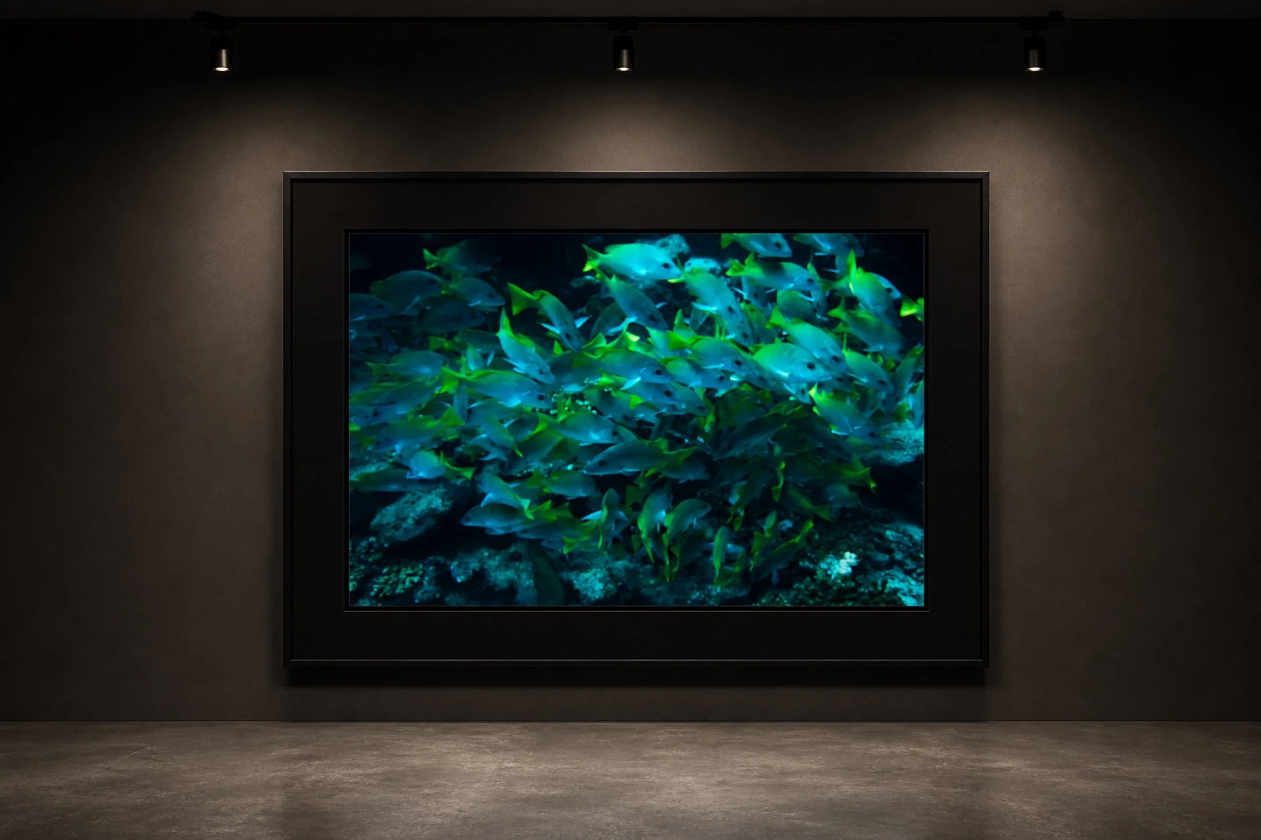 School of Yellowtail II