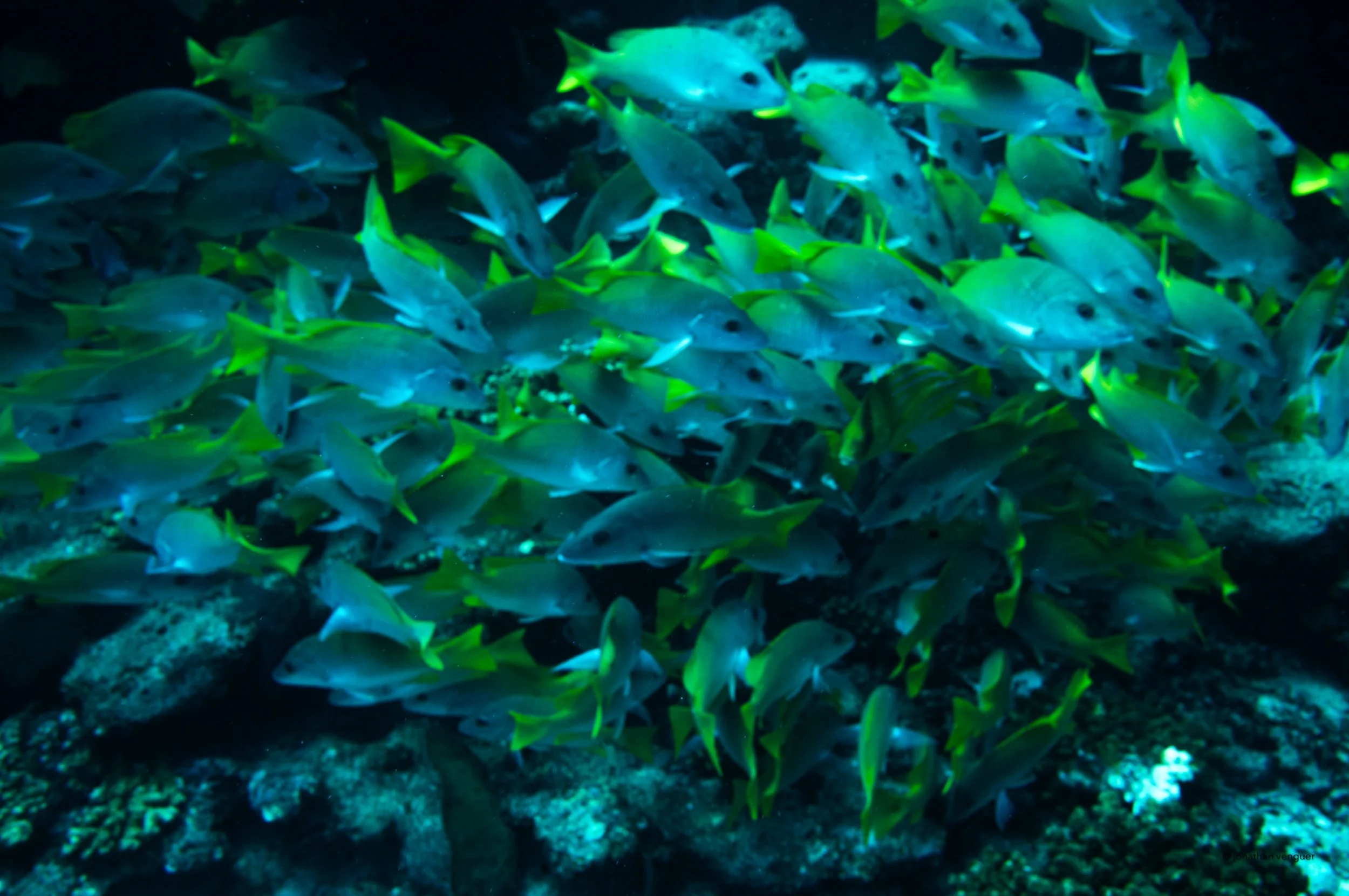 school-of-yellowtail-ii.jpg