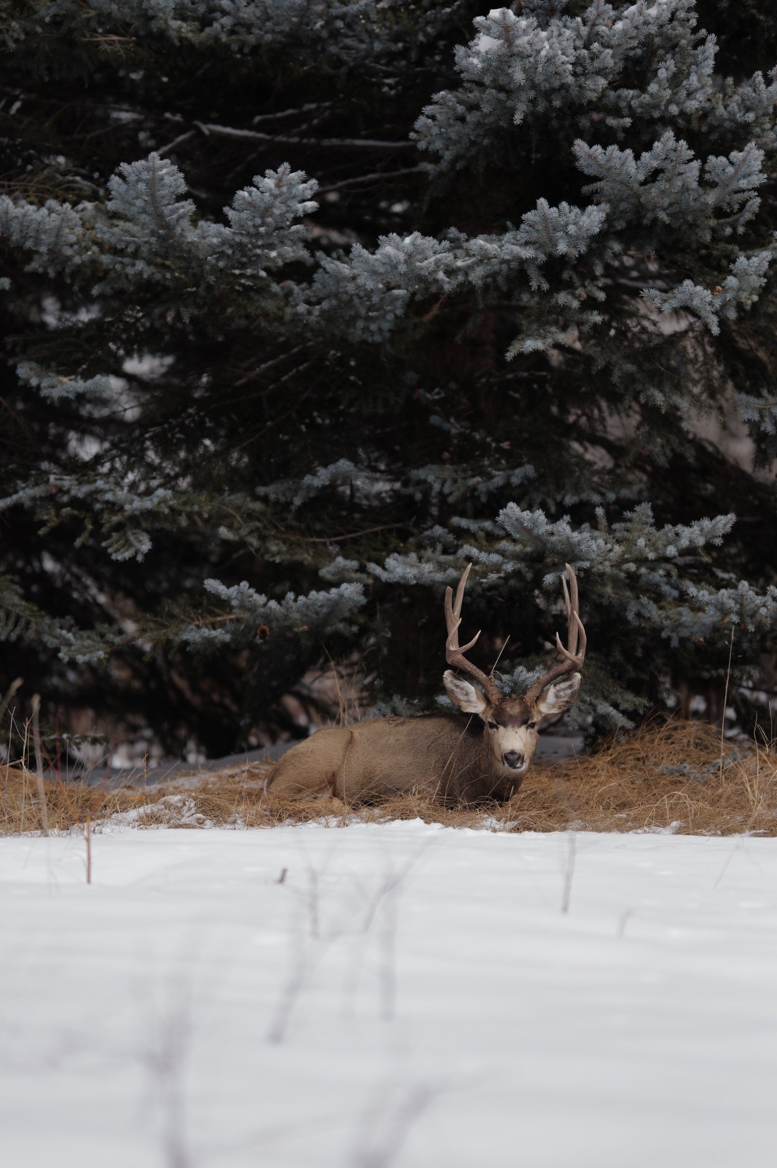 this one is very deer to me by MrSpacetime: a mule deer bedded beneath snow-laden spruce, Aspen, Colorado