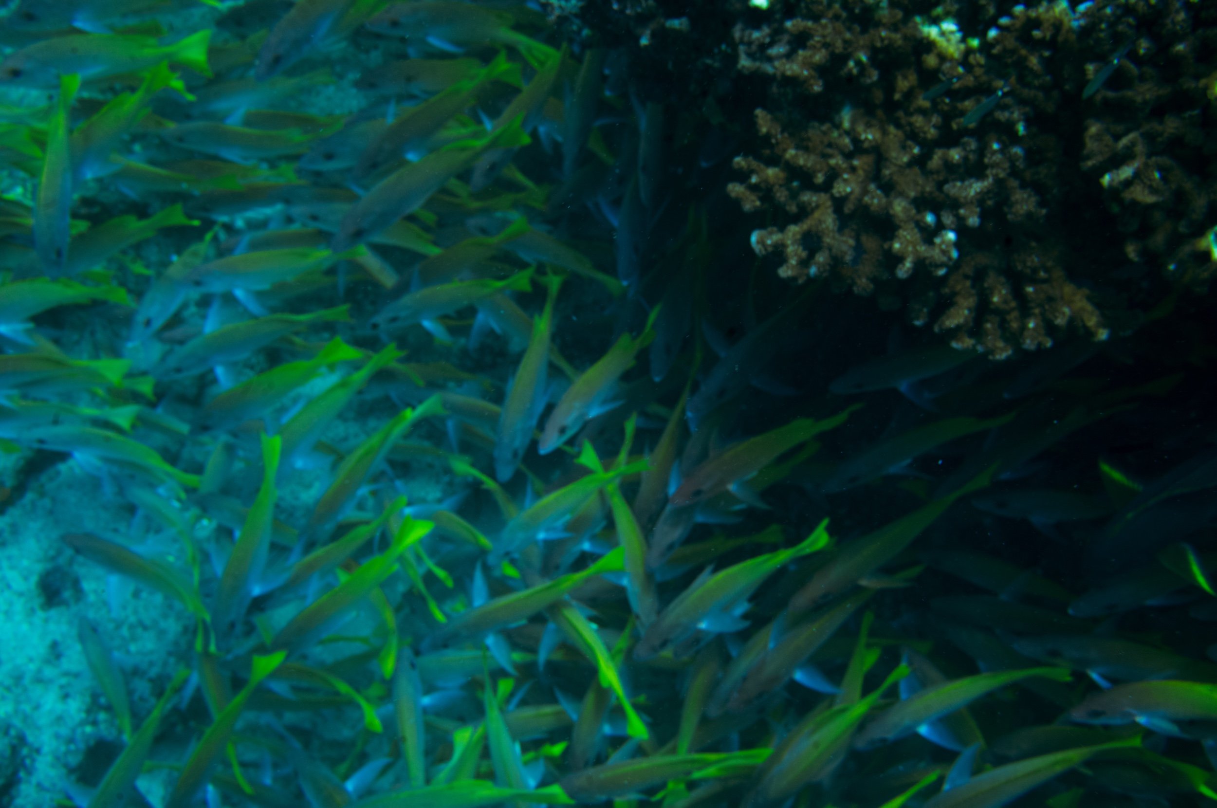yellowtail-coral.jpg