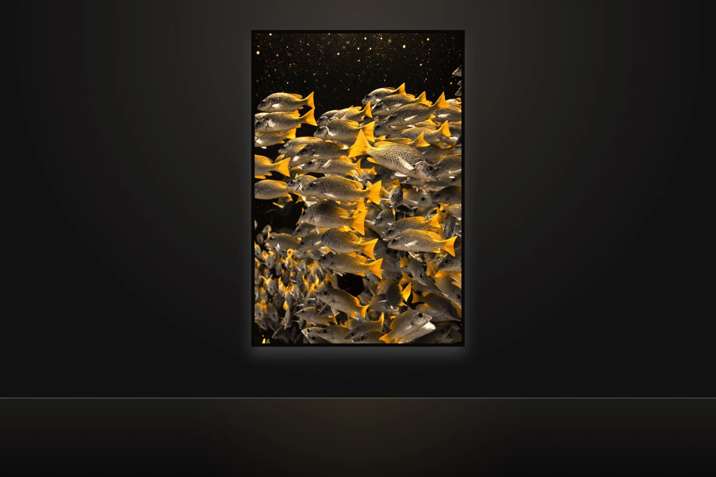 school-of-yellowtail-gold-placement.jpg