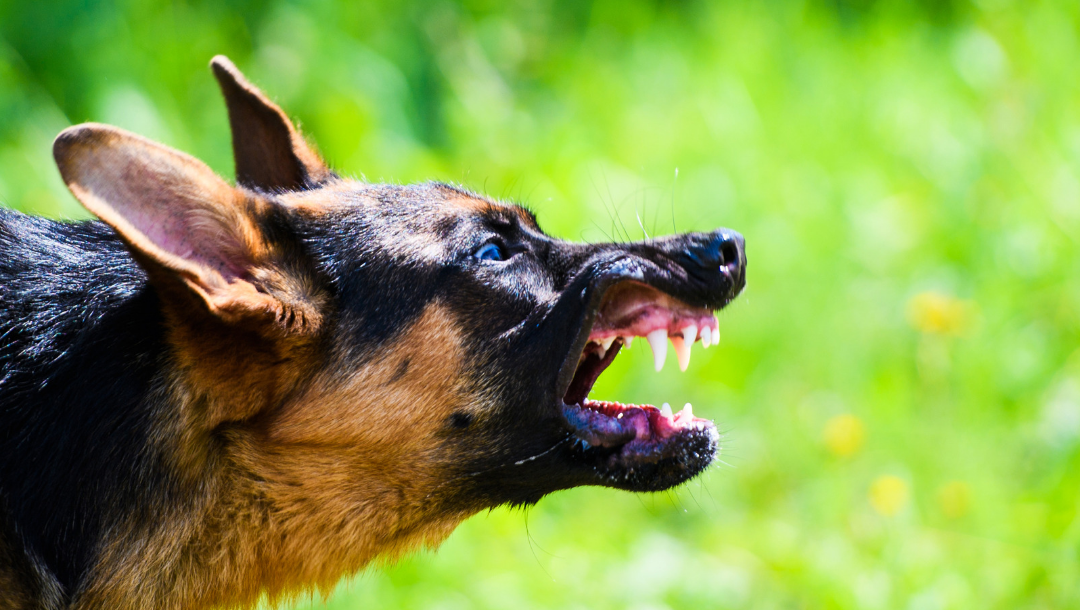 Types of injuries caused by a dog attack