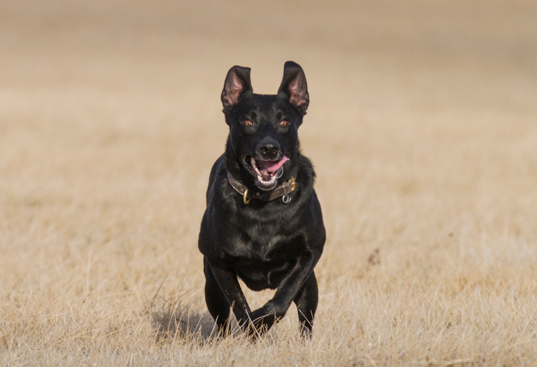 Got attacked by a dog?