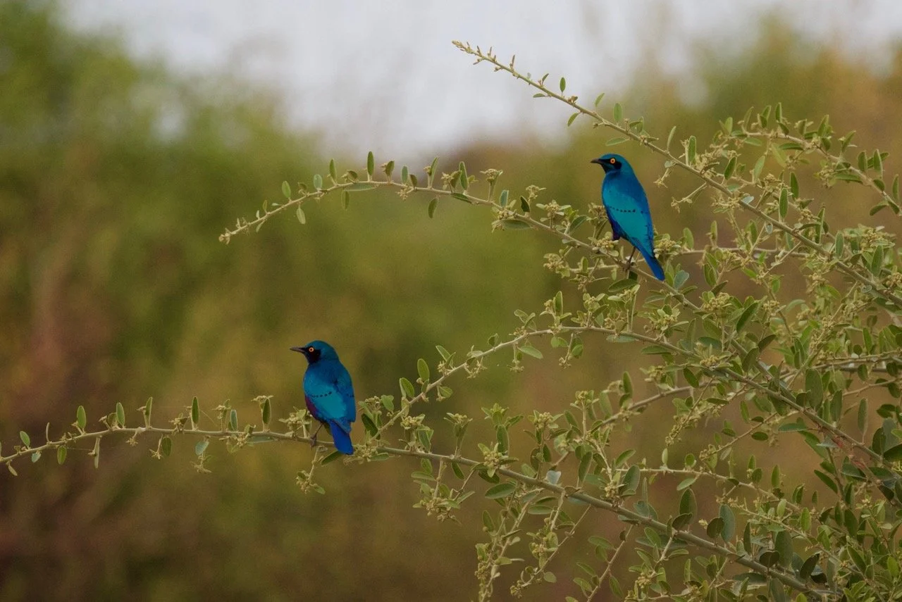 credit Tina Sarafa 3.jpg