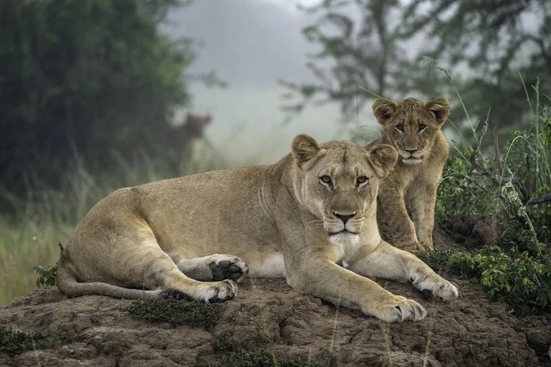 Rwanda_Akagera NP_Lioness and Cub_Dana Allen_Wilderness_CRED REQ.jpg