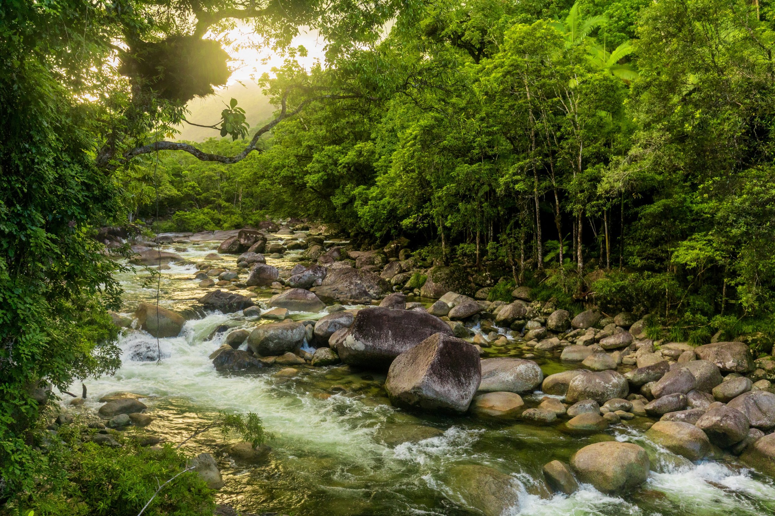 Daintree National Park Mossman Gorge Stream .jpg