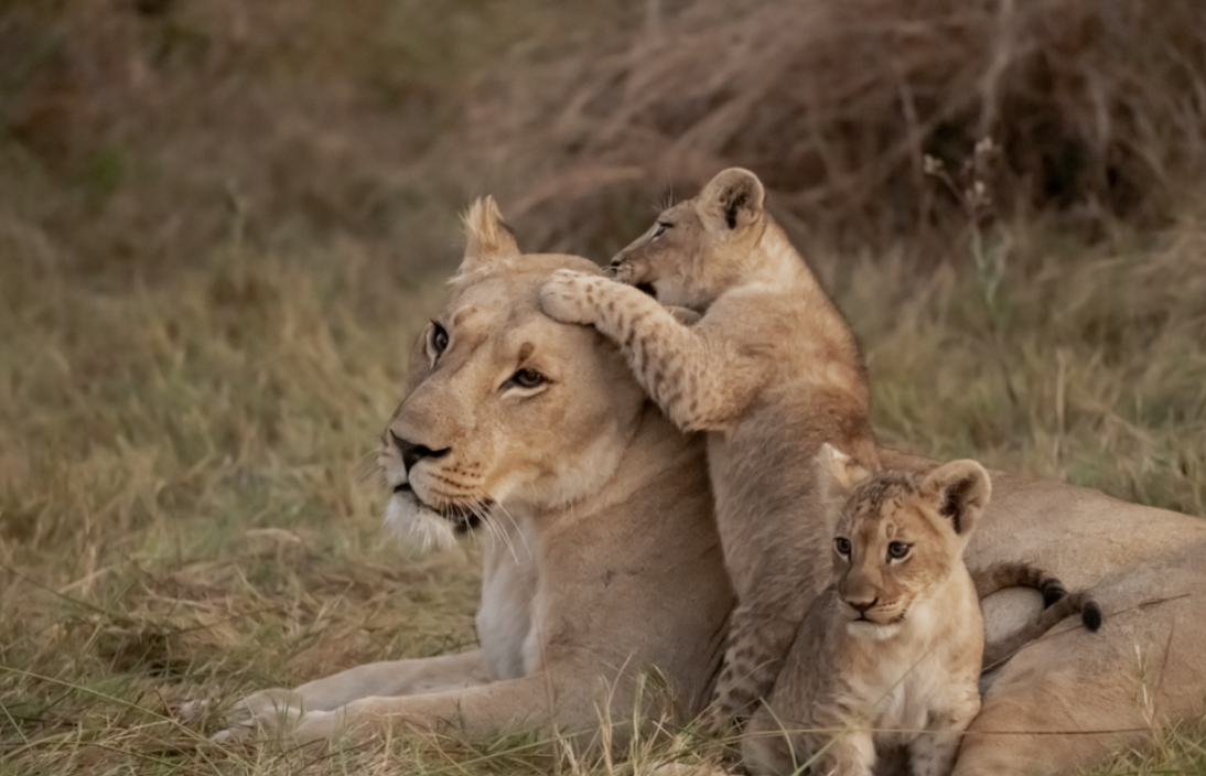 Screenshot 2025-10-10 at 10.44.52 AM.png