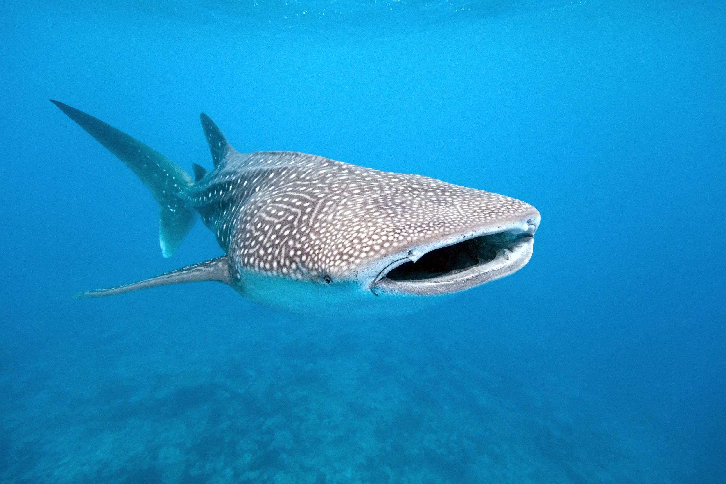 Seychelles_Whale Shark_iStock-153689301_Crisod_CRED REQ.jpg