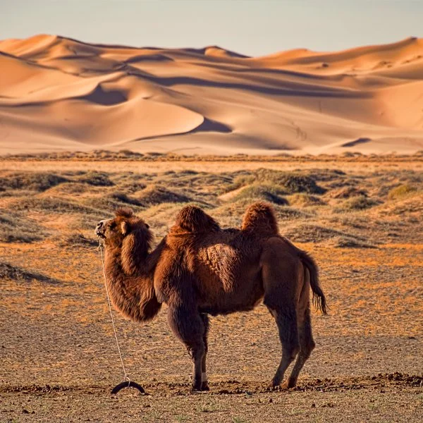 GEF-Gobi-05.jpg