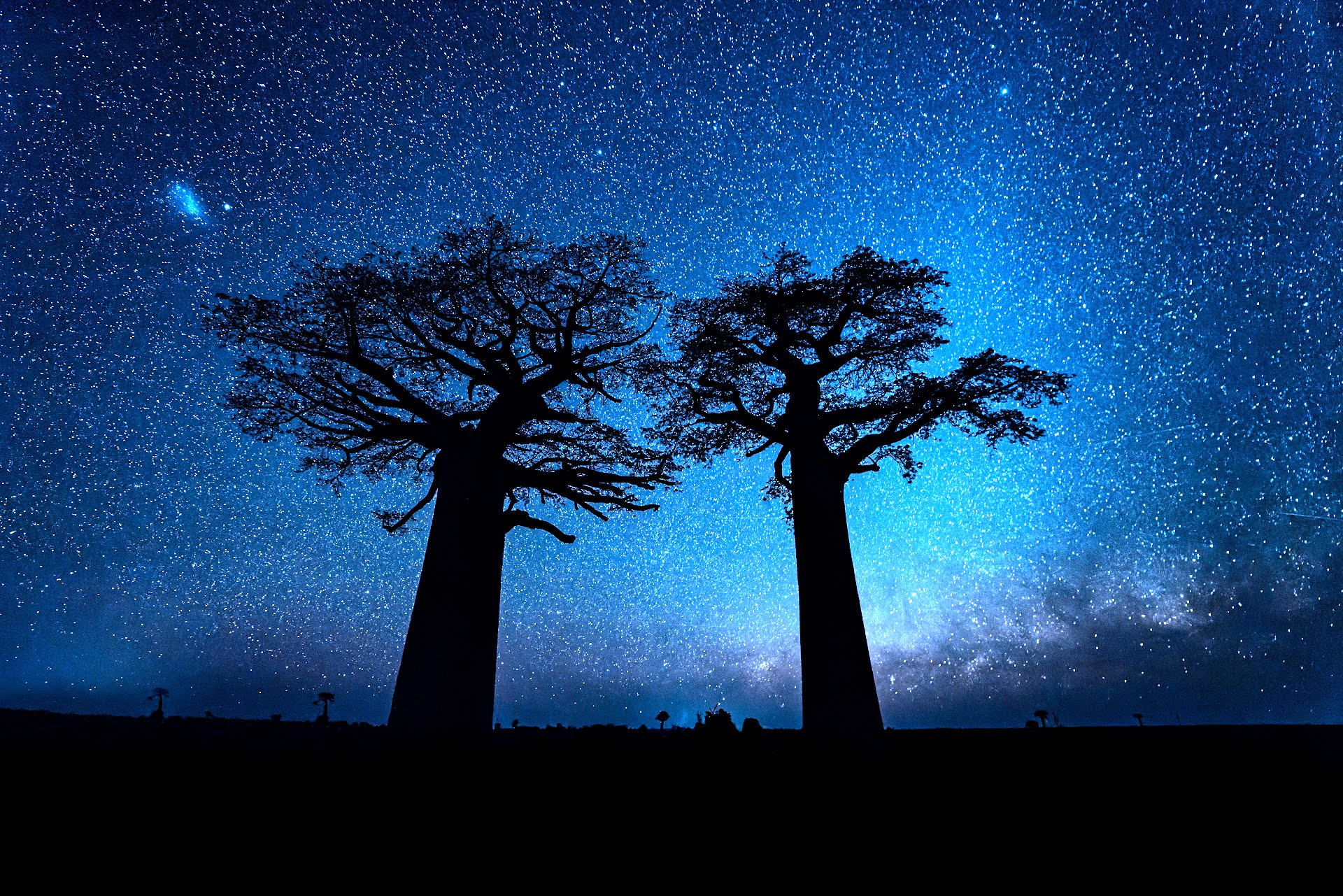 MAD Trees Brighter.png
