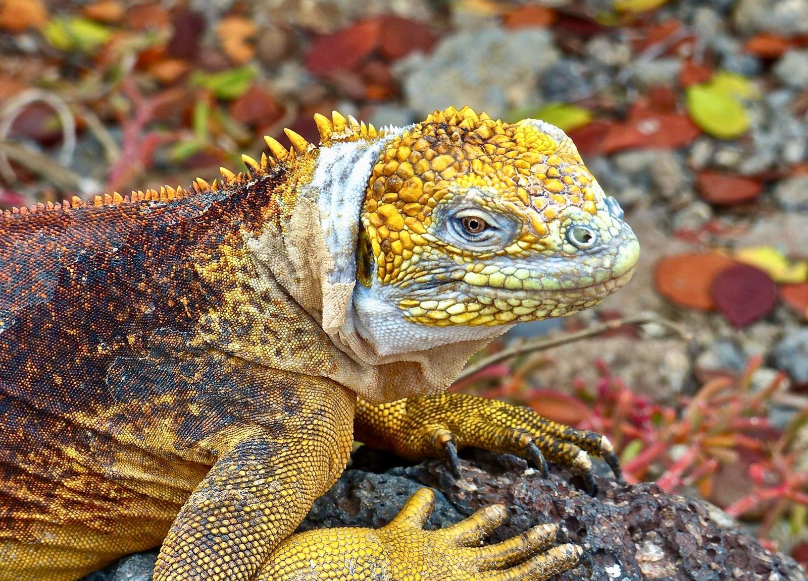 Ecuador_Galapagos_Land Iguana_Cherri Briggs.jpg