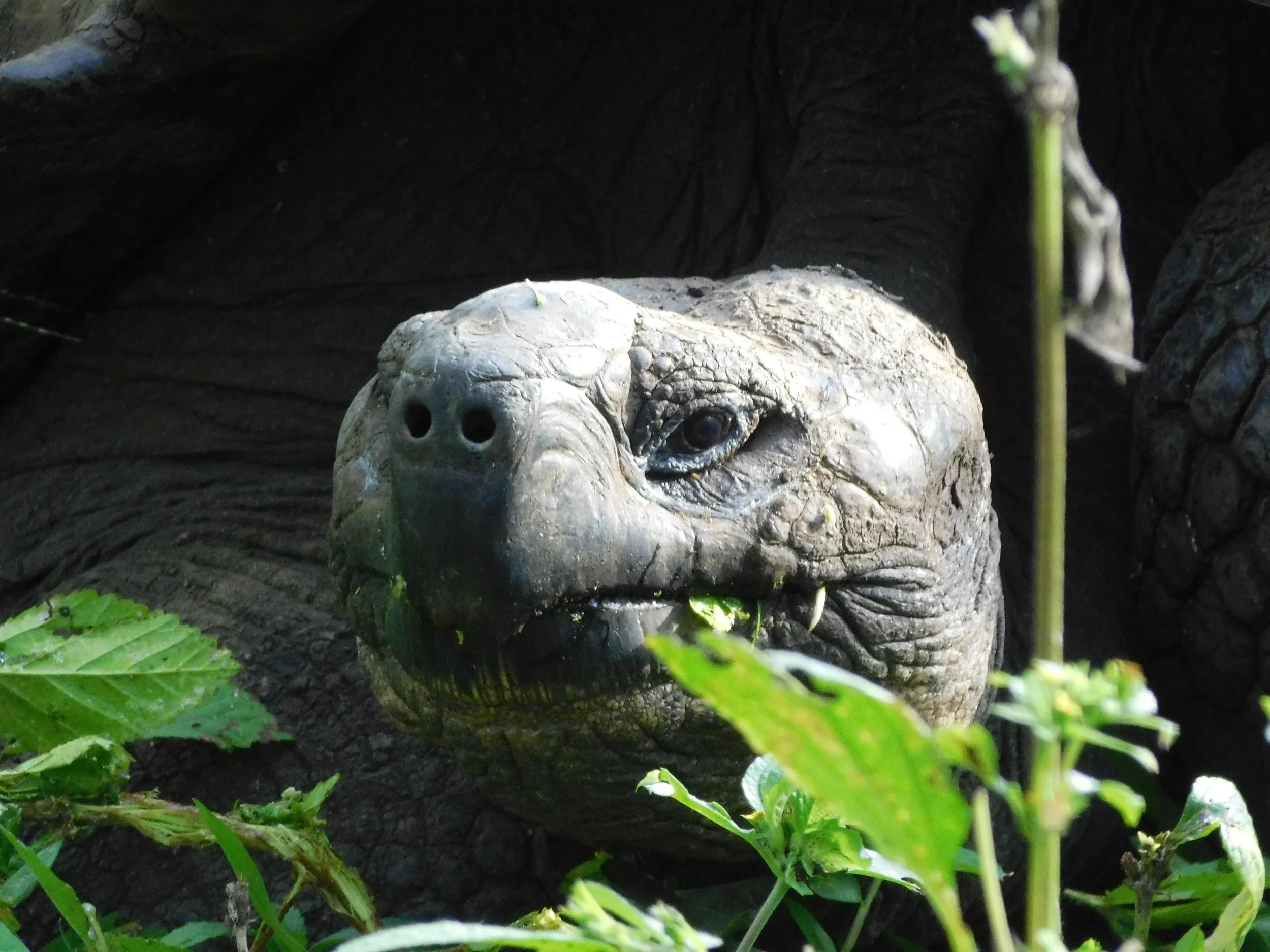 Ecuador_Galapagos_Giant Tortoise_Katie McDonough.jpg
