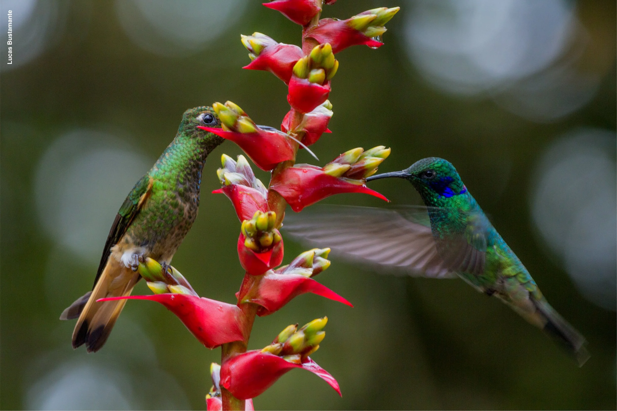 Ecuador_Cloud Forest_Mashpi Lodge_Hummingbirds_Columbus Travel.jpg