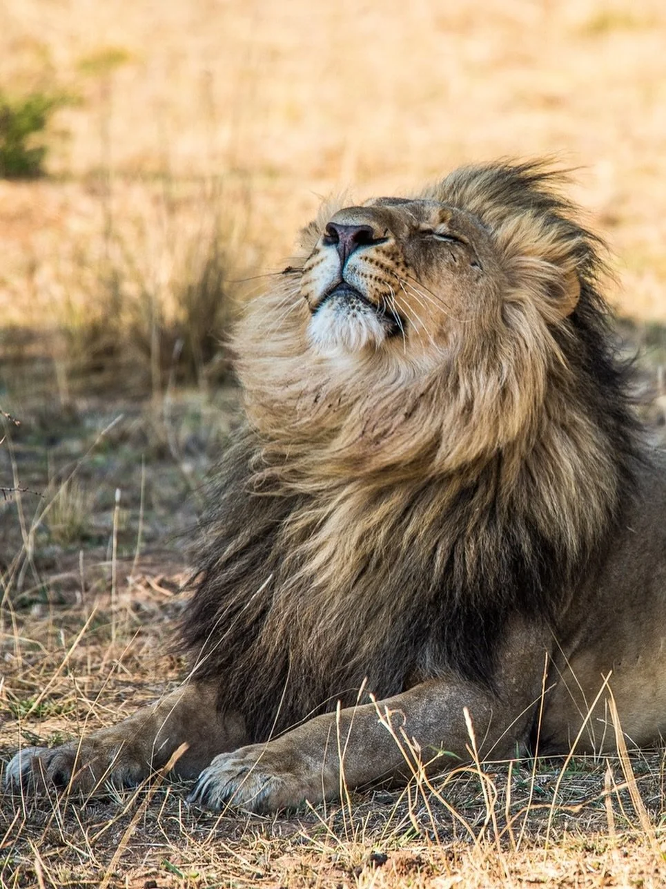 &ldquo;You know you are truly alive when you&rsquo;re living among lions.&rdquo; &mdash;Karen Blixen
 

#Safari #LuxurySafari #AfricanWildlife #Lions #BigCatsOfAfrica #SafariAdventure #AfricaWild  #WildlifePhotography