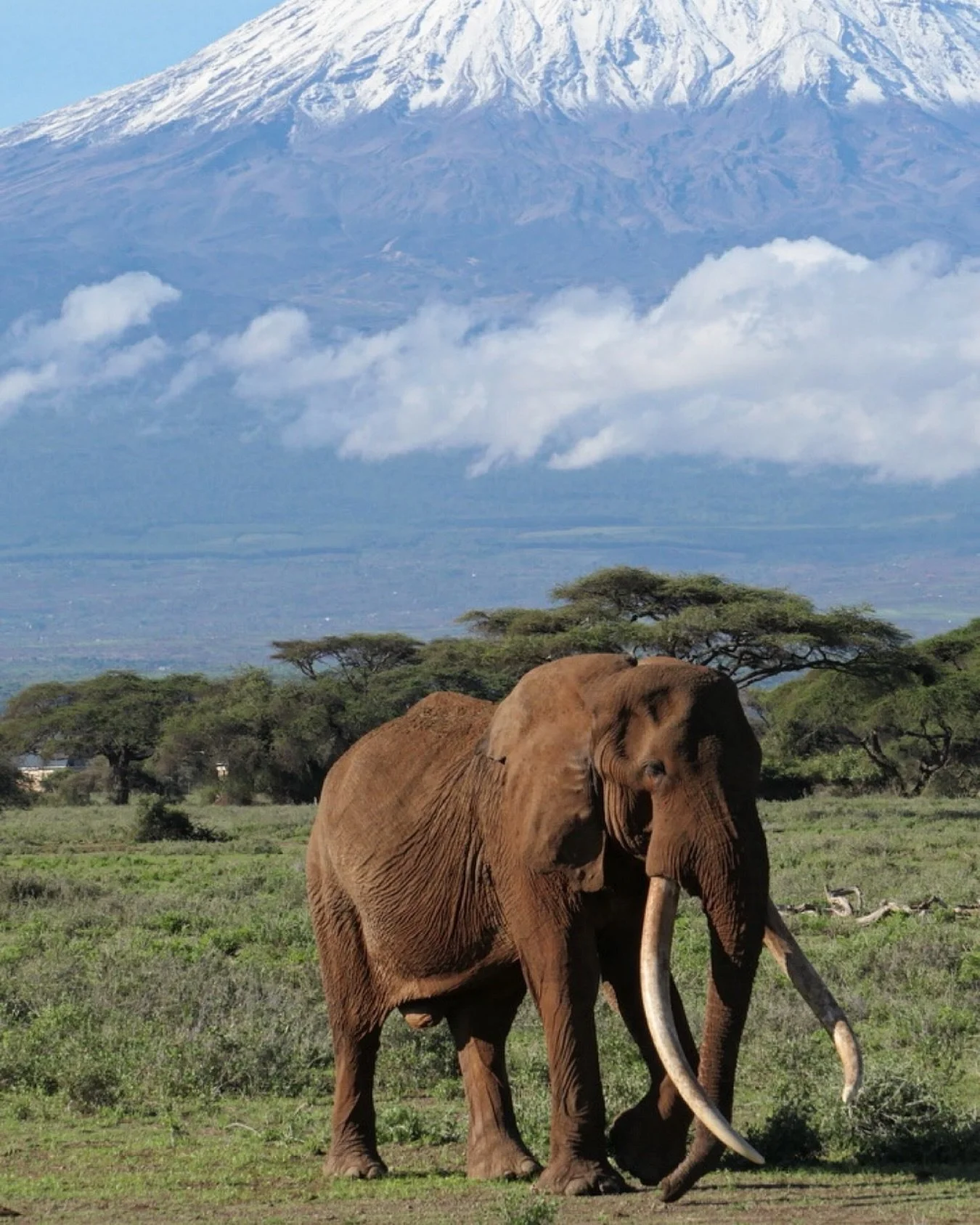 We honor Craig, one of the last super tuskers&mdash;a gentle giant who symbolized strength and grace who passed away of natural causes. Members of the EXPLORE team were privileged to witness his powerful presence in Amboseli National Park. 🩶

📷 Mer