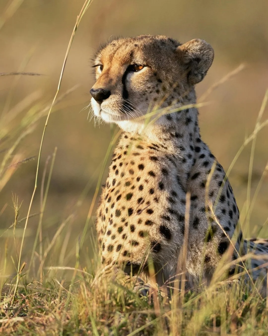 On World Wildlife Day, we celebrate the planet&rsquo;s last truly wild places countless animals call home&mdash;from the vast Serengeti to the biodiverse Galapagos Islands.
 
EXPLORE is committed to ethical and sustainable travel, we believe experien