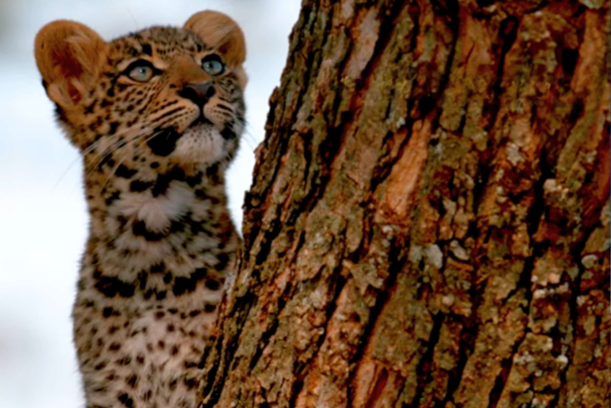 Celebrating World Wildlife Day