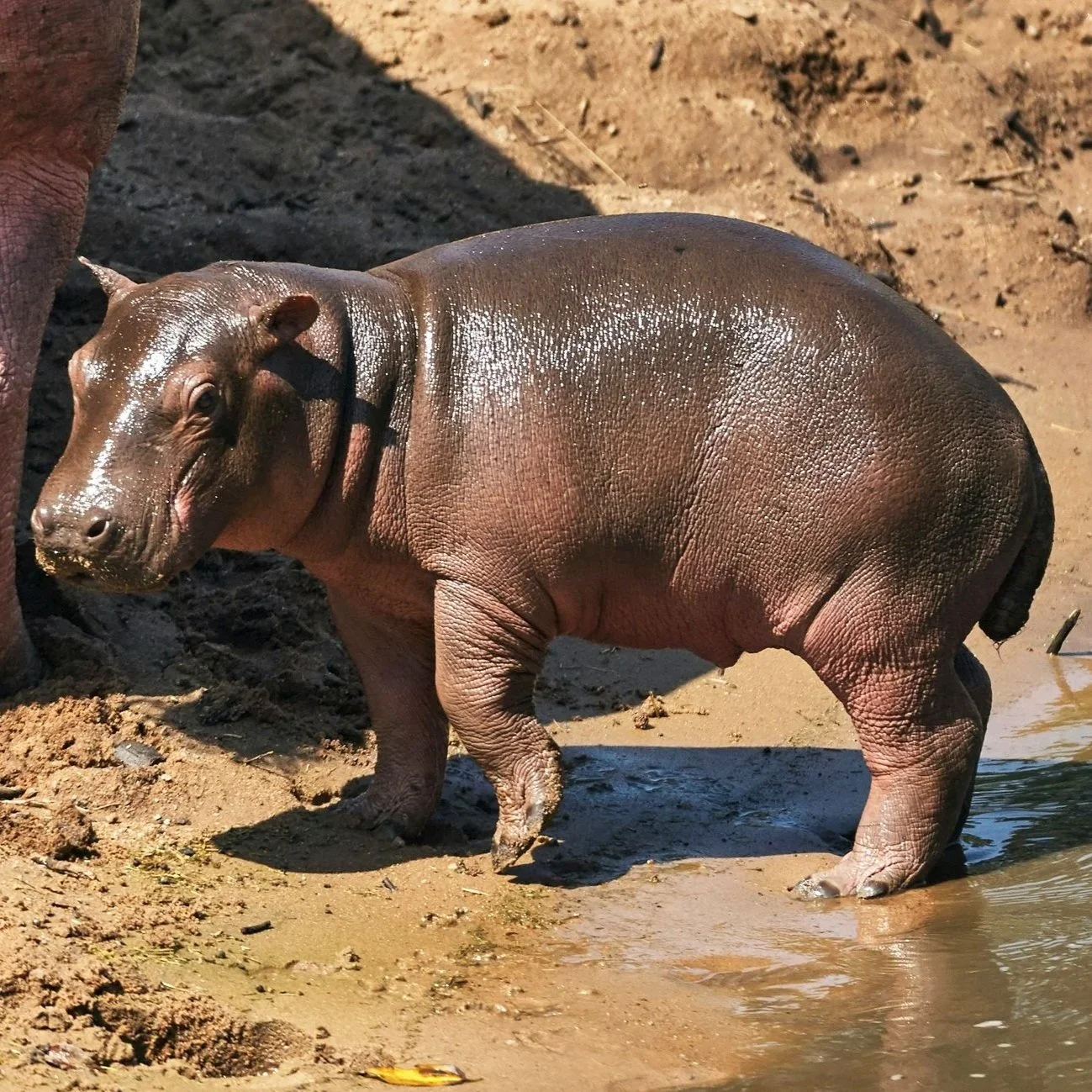 hippo-tanzania.jpg