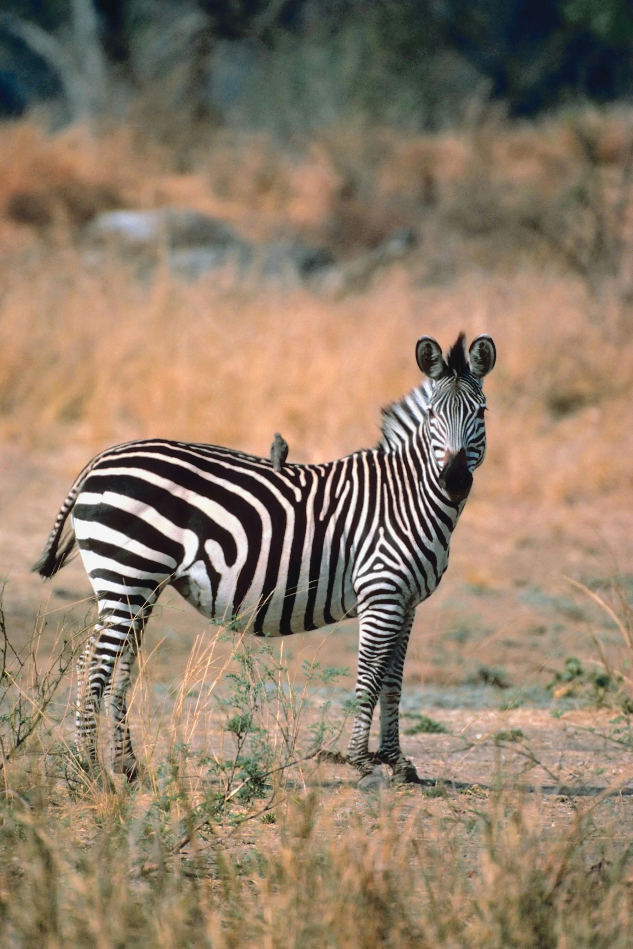 zebra-serengeti-tanzania.jpg