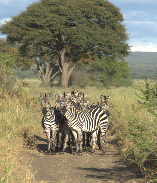 zebras-tarangire-chem chem-tanzania.png