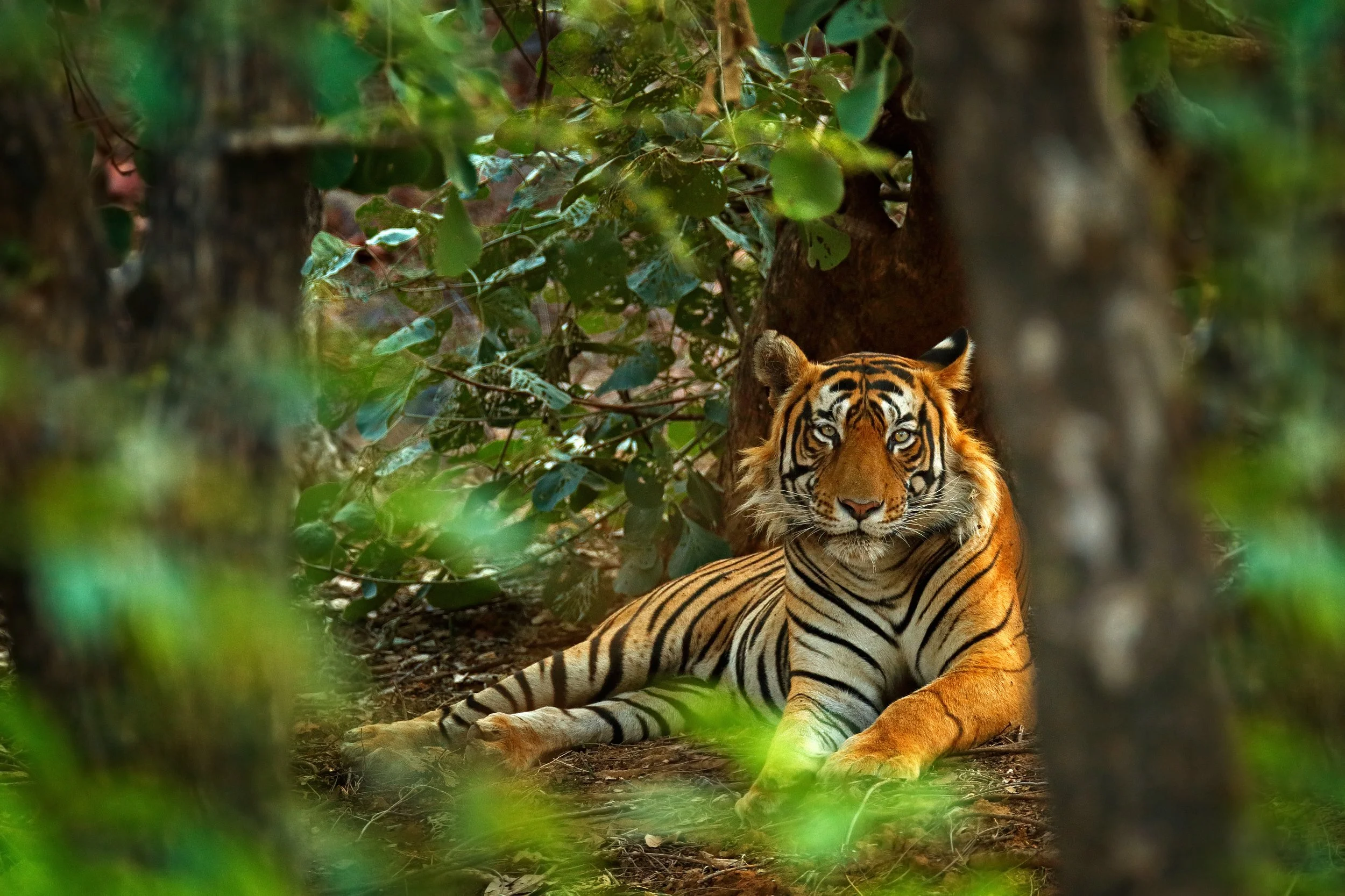 Indian Tiger Male with First Rain, Wild Animal in the Nature Habitat, Ranthambore, India..jpg