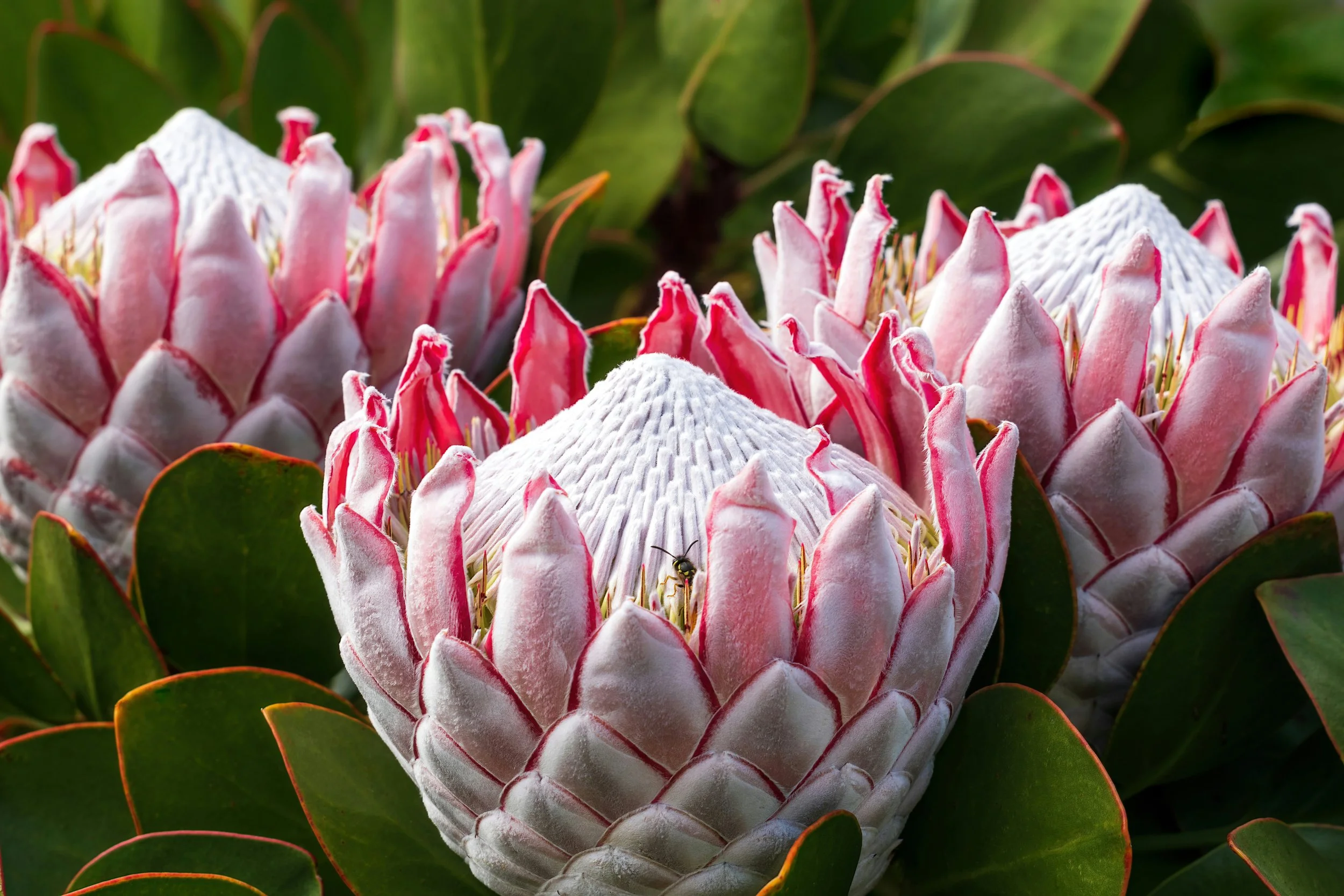 Grootbos: Where Nature Becomes Art 