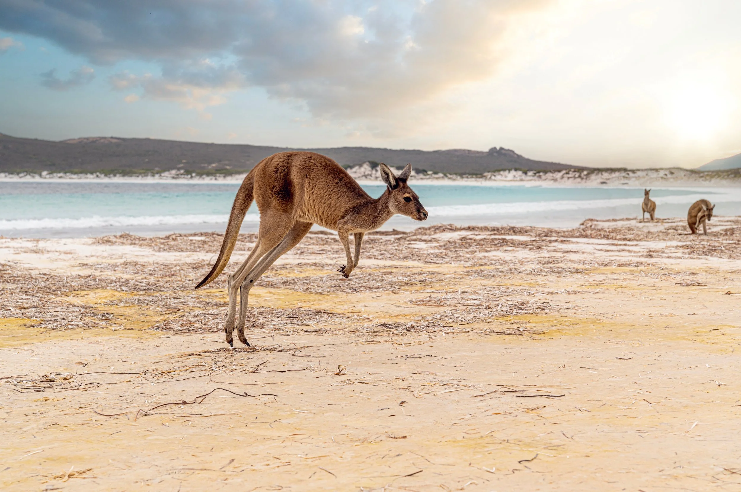 Kangaroo on Kangaroo Island.jpg