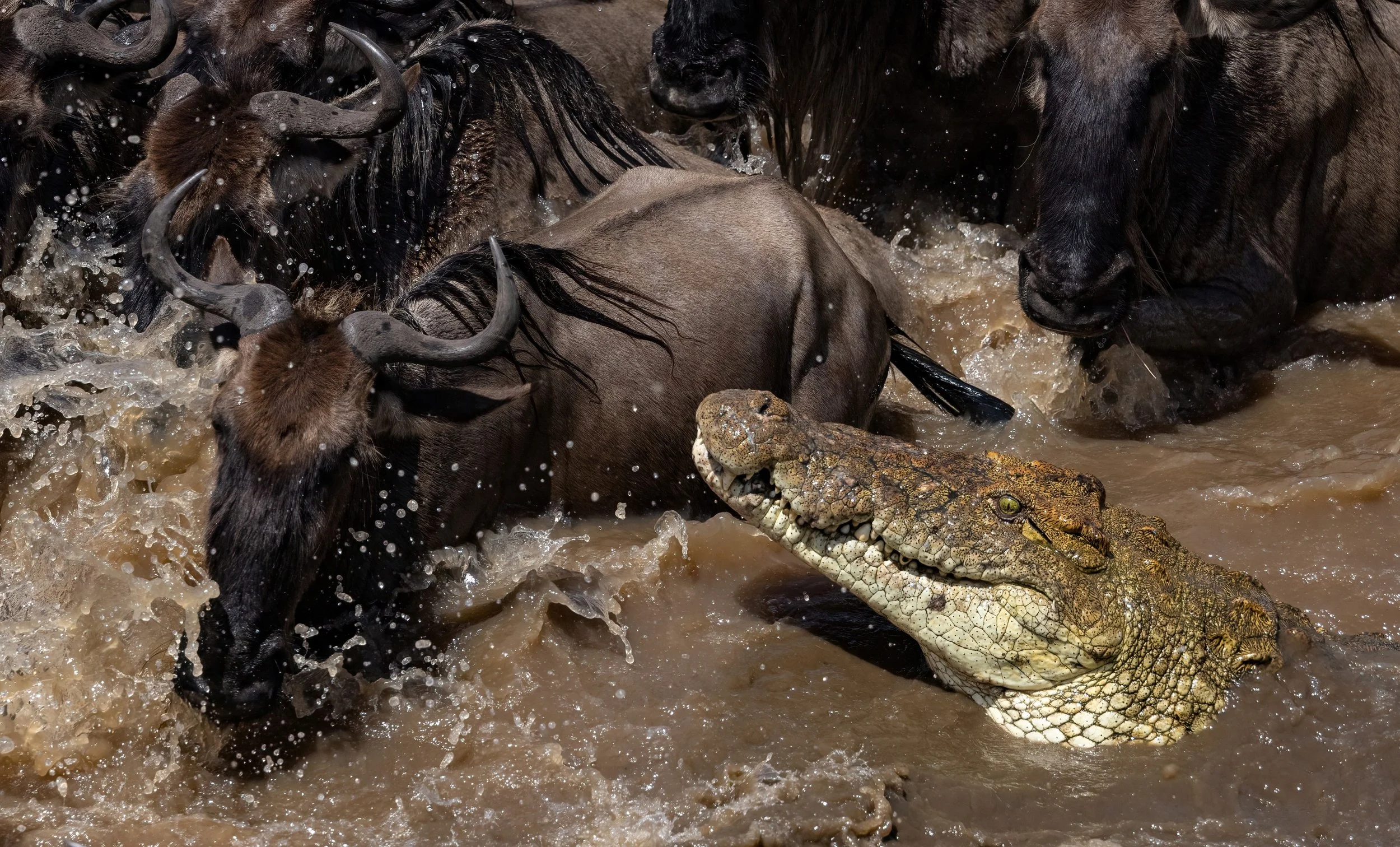 Wildebeest Crocidile Liuwa (1).jpg
