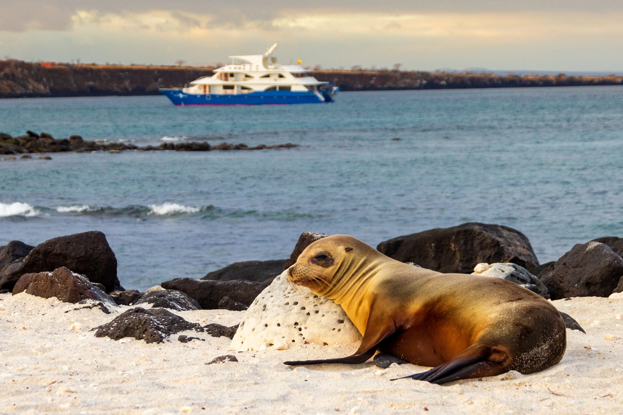 Ecuador_Galapagos Islands_Sea Lion Lounging_Columbus Travel.jpg