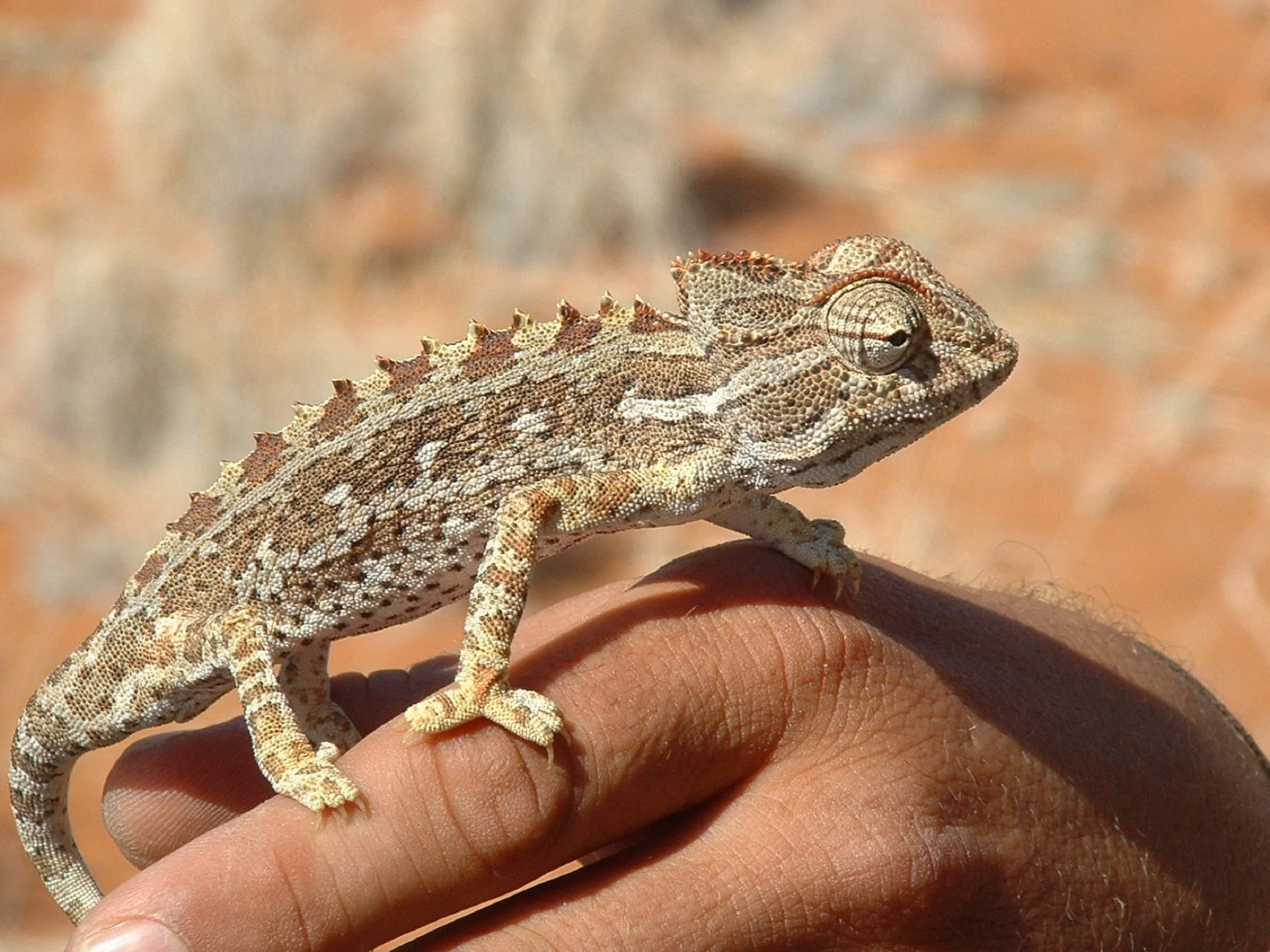 Desert wildlife - credit Elizabeth Rand.JPG