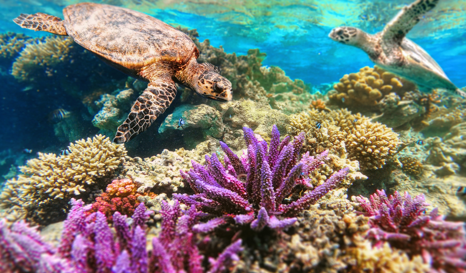 Untitled design (3).png