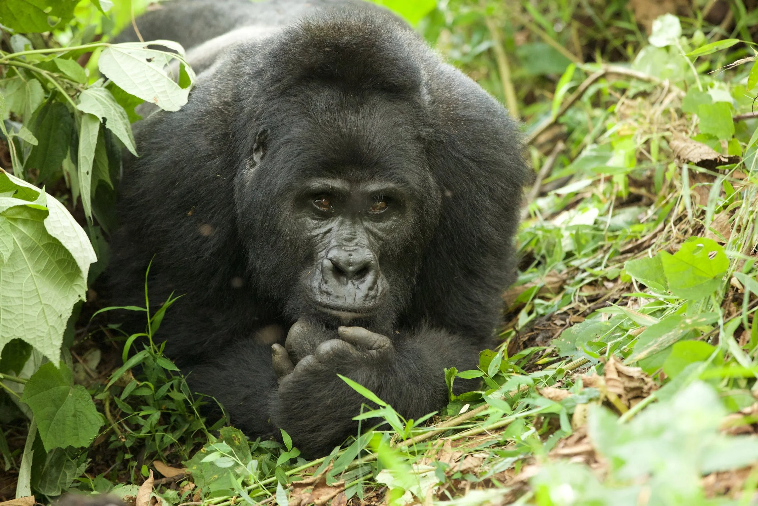 Gorilla Wild Frontiers Resize.jpg