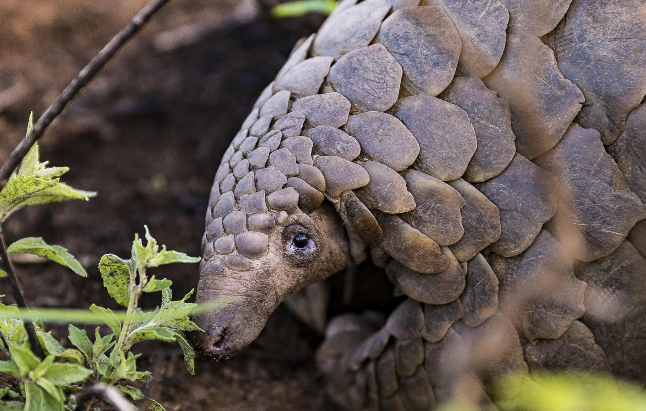 Uganda_Kidepo National Park_Pangolin_Wild Frontiers_CRED REQ.jpeg
