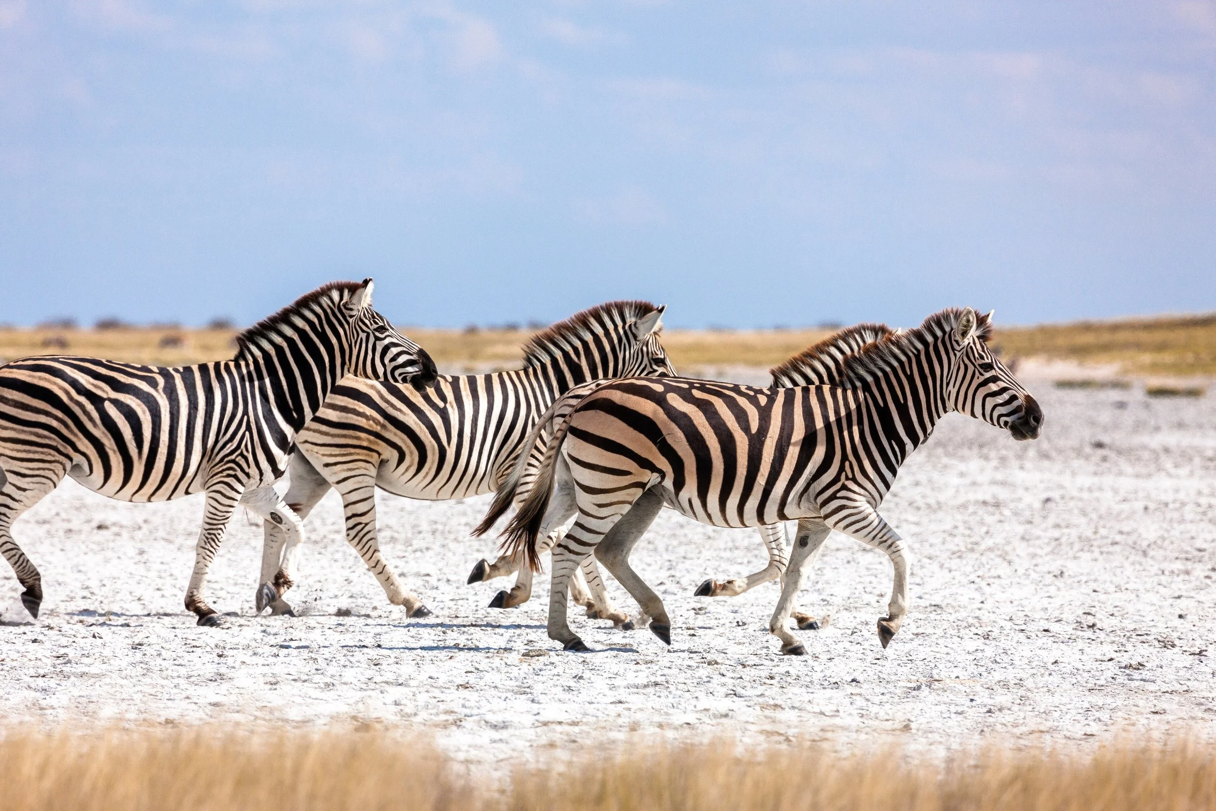 Zebra migration Mkkgadikgadi.jpg