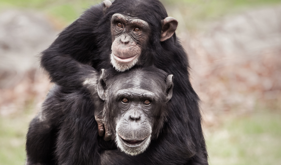 Untitled design (5).png