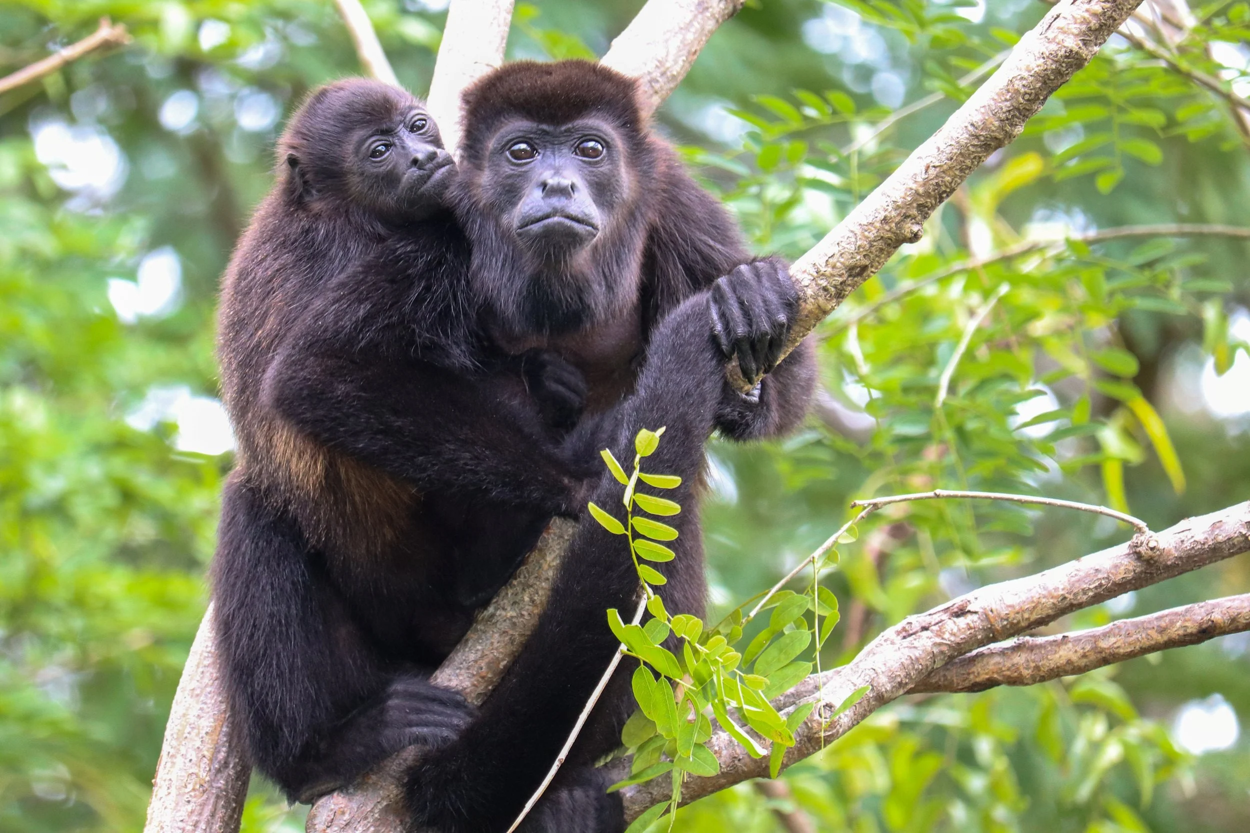 Howler Baby Hugging Mom.jpg