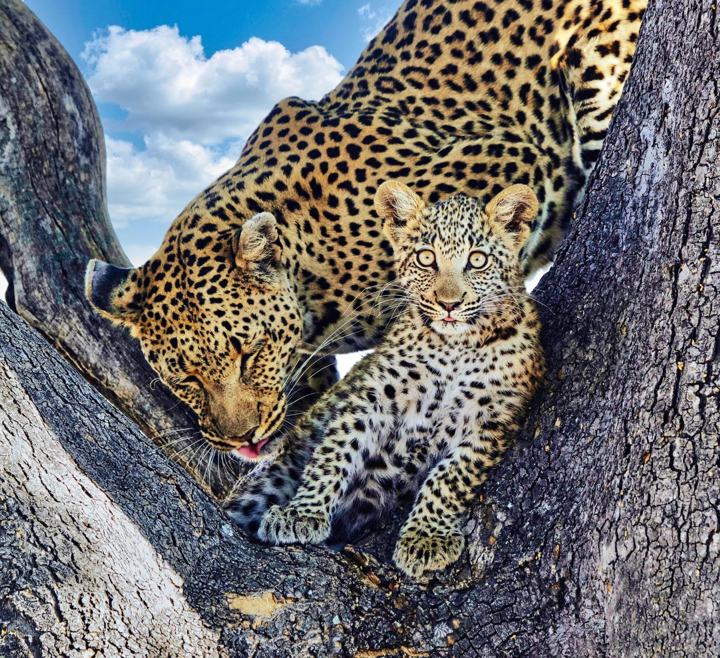 Leopard and Cub_Tim Triche_CRED REQ resize.jpg