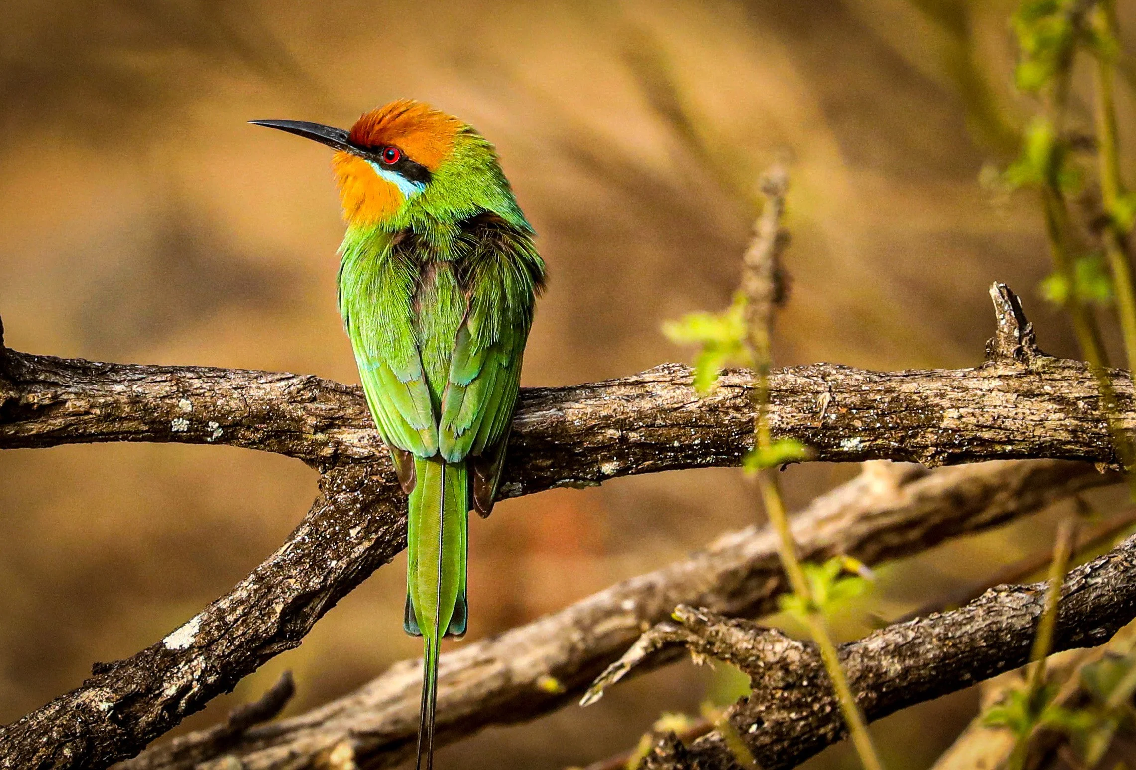 Malawi_Majete Reserve_Bee Eater_Crafted Africa_CRED REQ.jpeg