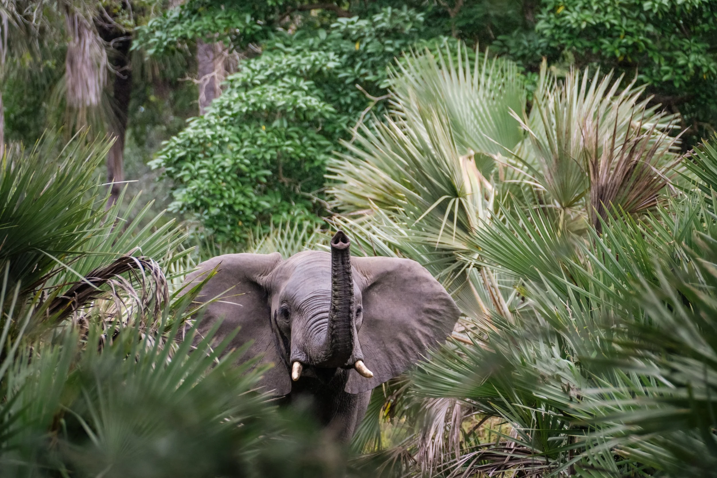 GORONGOSA SAFARIS - Wildlife - Elephant 33.jpg
