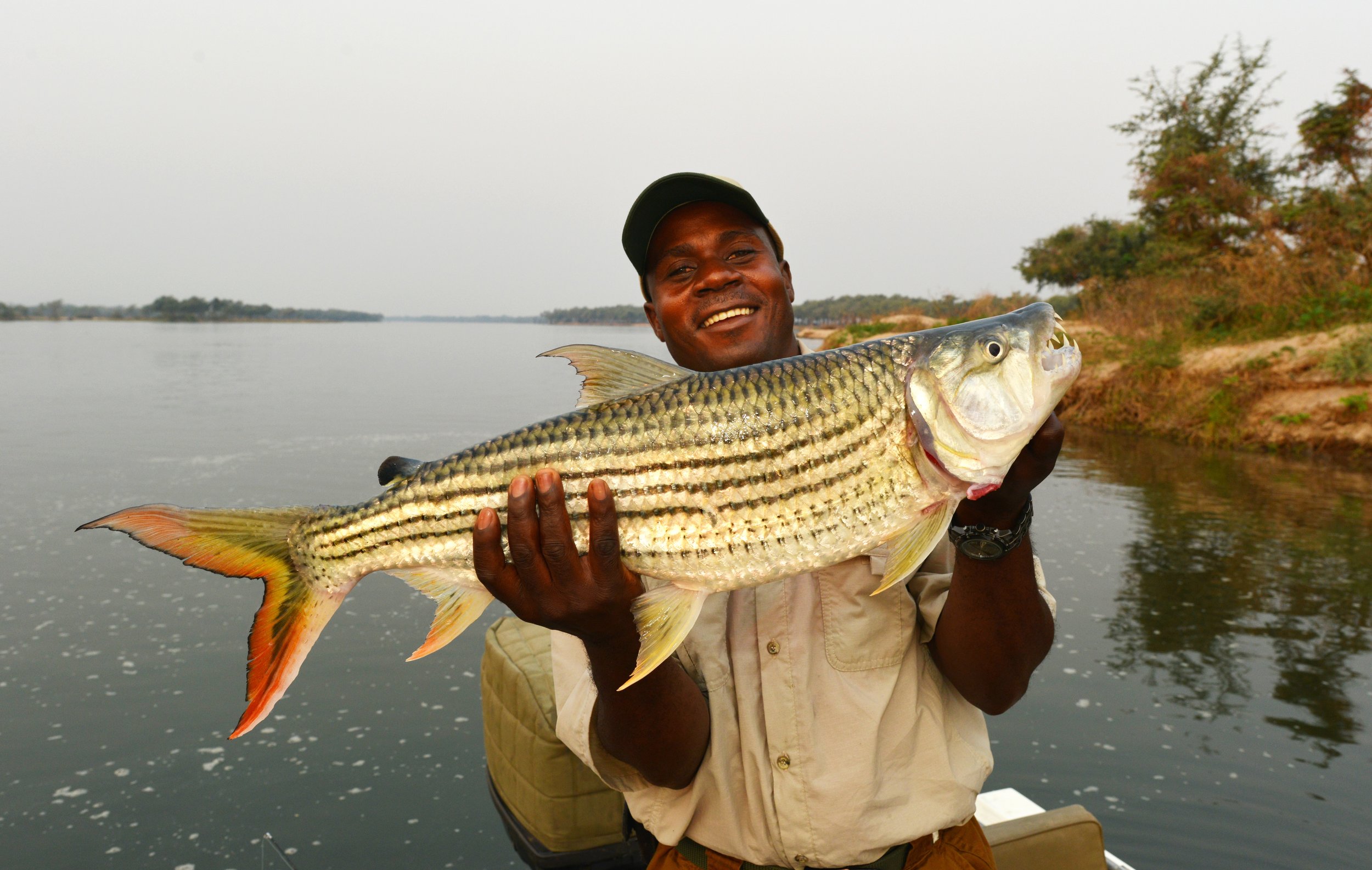 sausage tree guide with fish.jpg