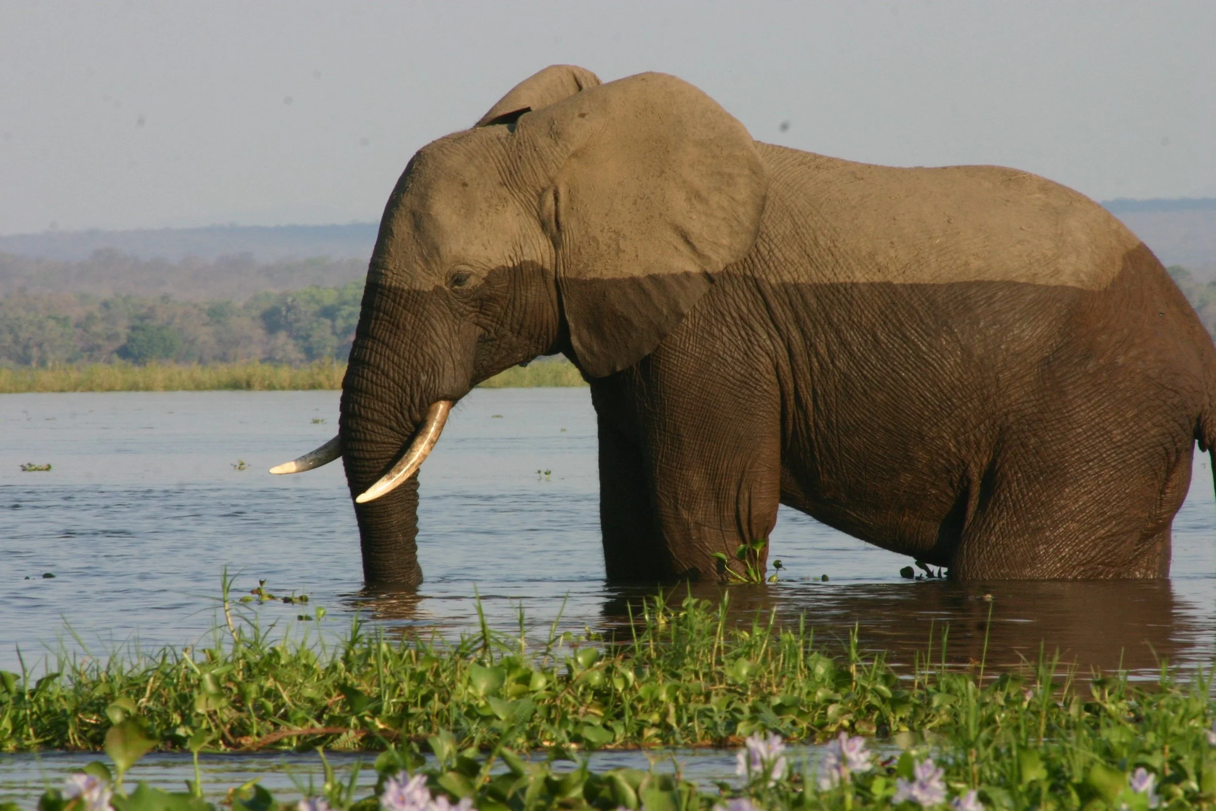 zambia Lower Zambezi Canoeing 042.jpg