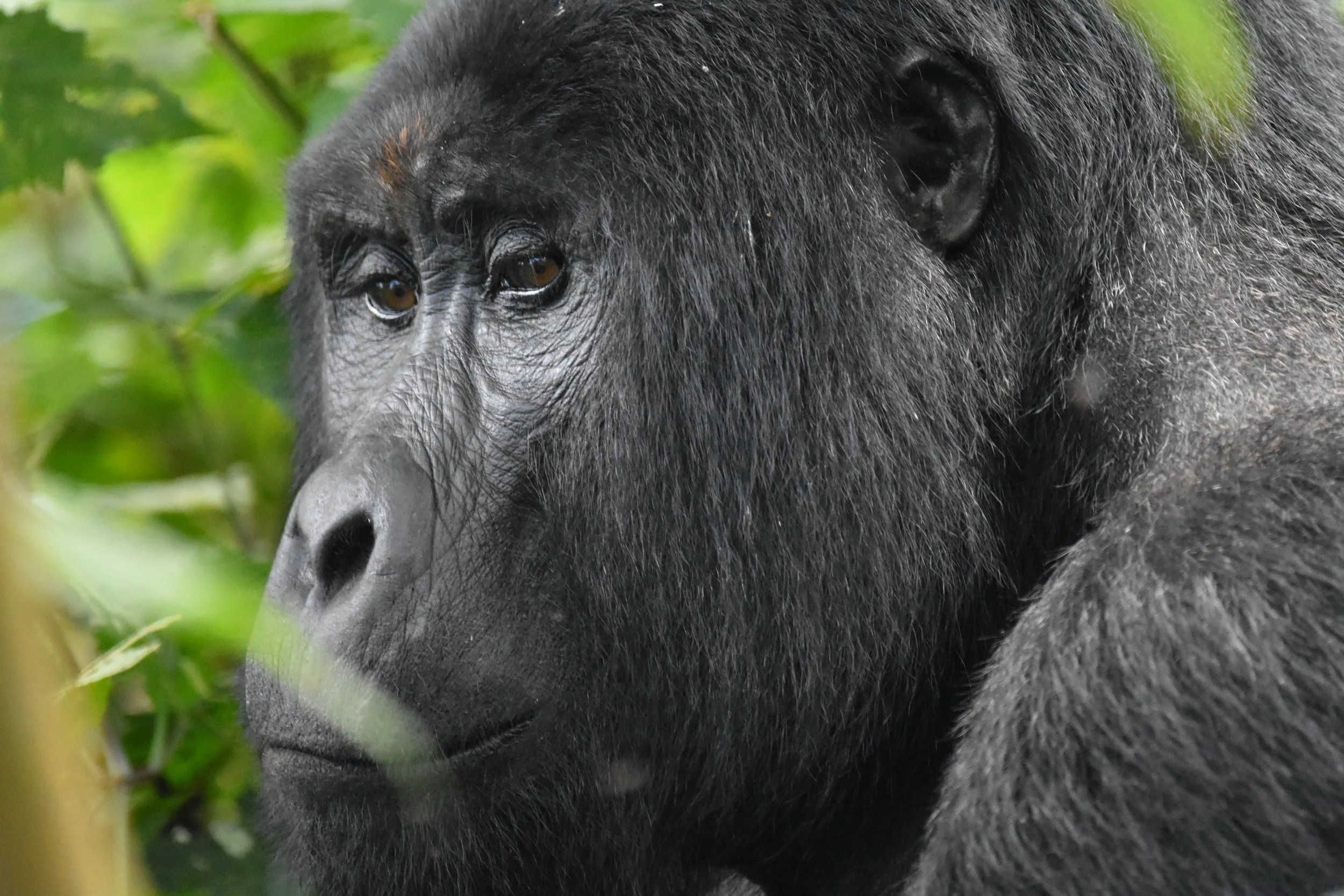 silverback - MUST CREDIT PAULIE DIBER & CNT.JPG