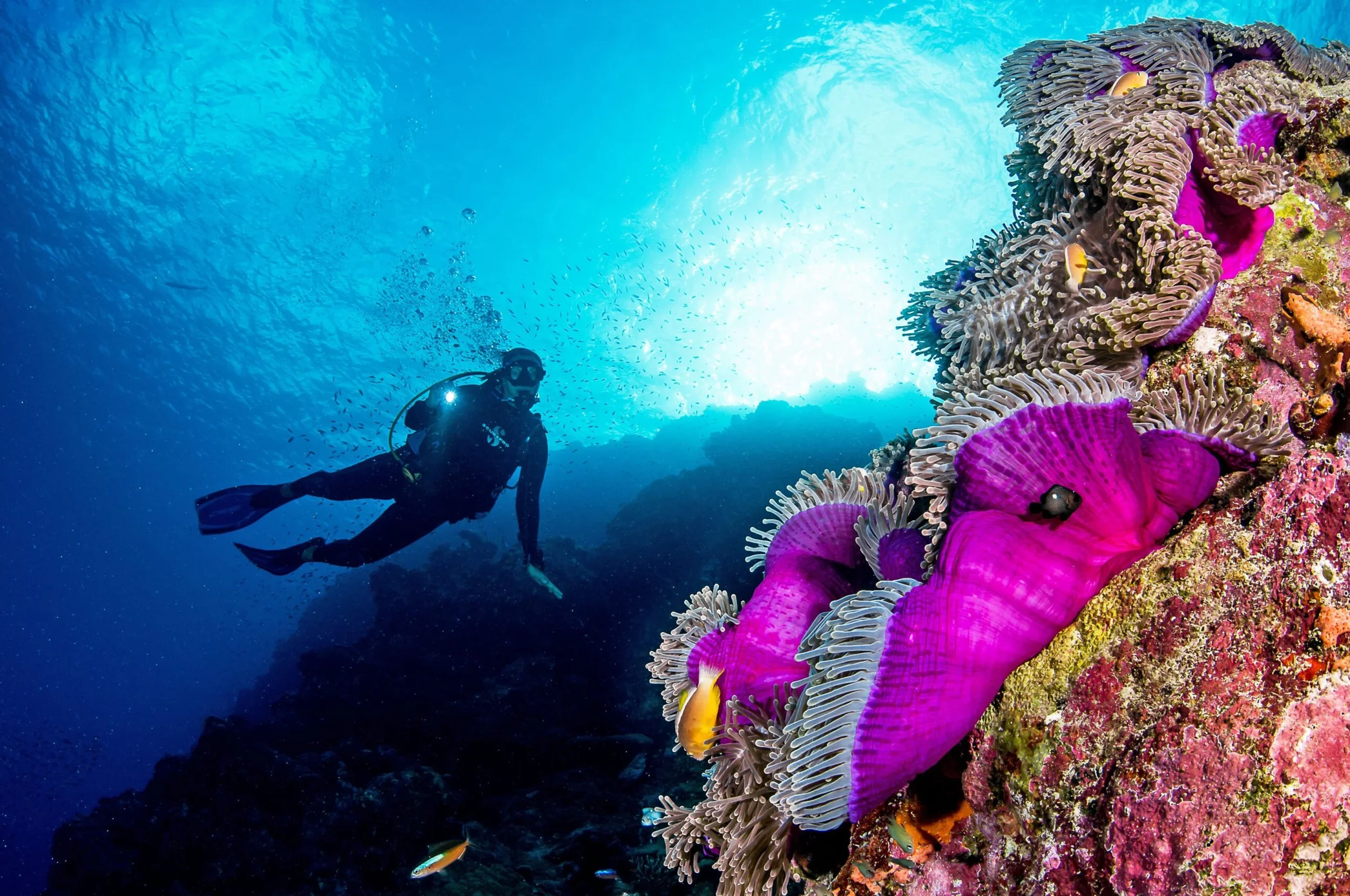 Seychelles Diving.webp