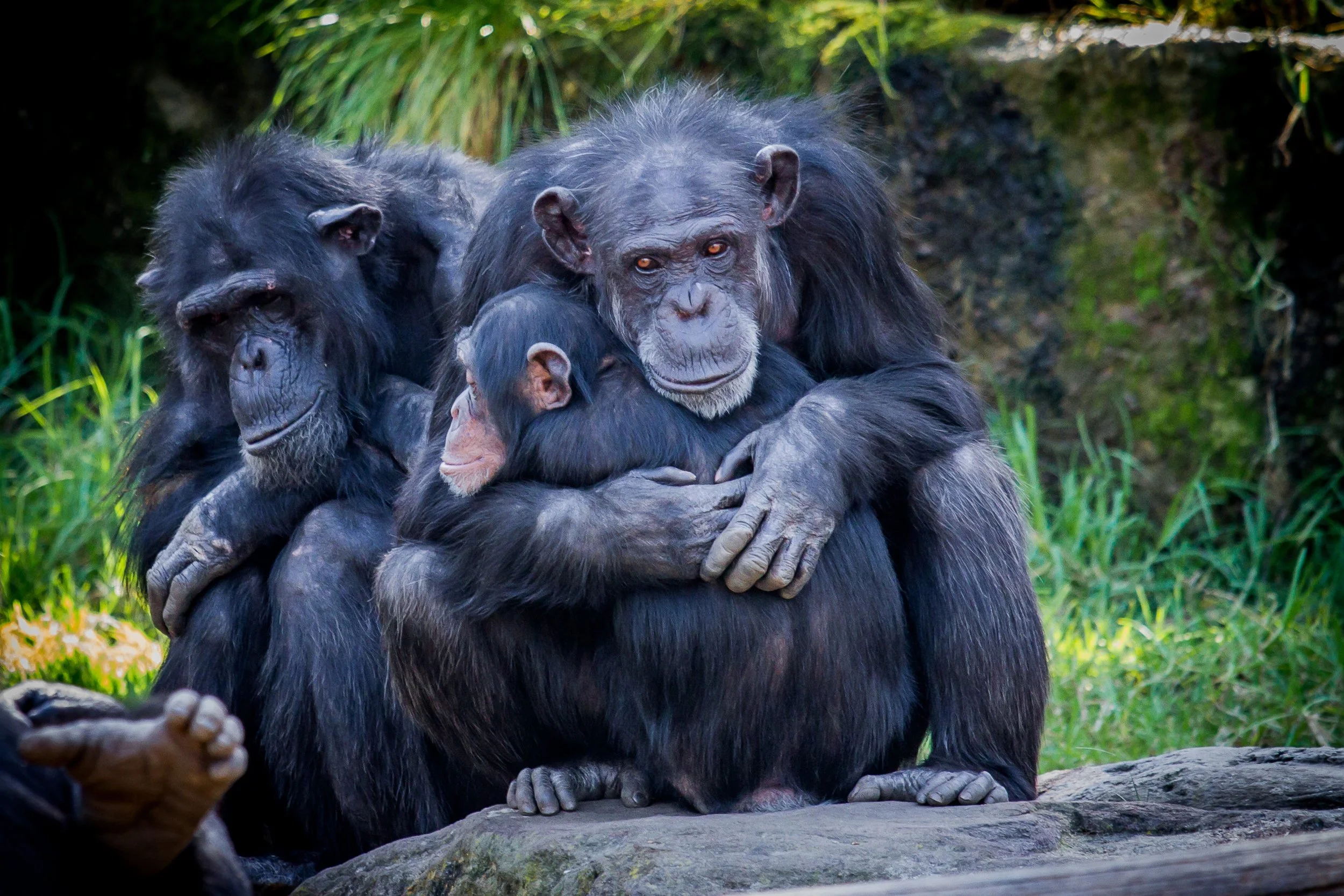 Chimp Family.jpeg