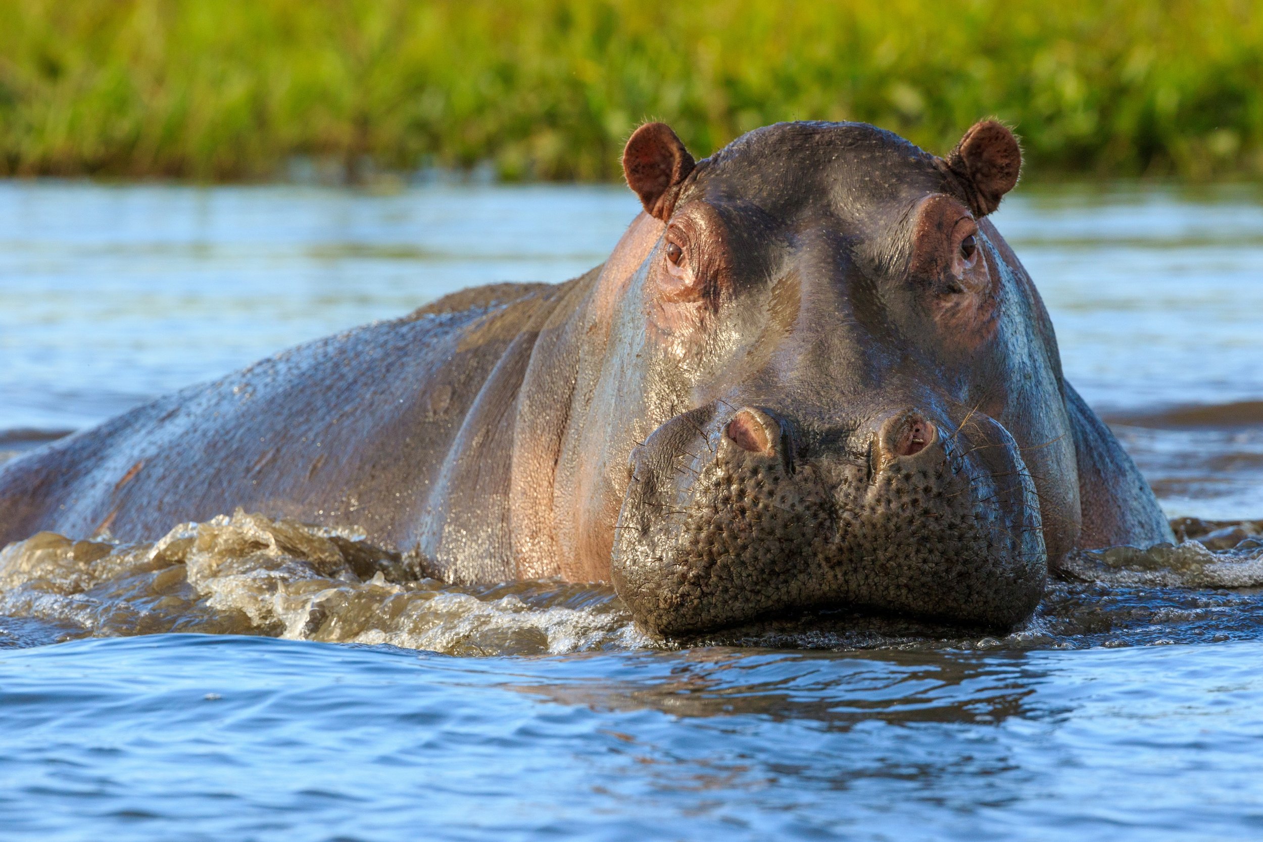 Hippo Liwonde National Park.jpg