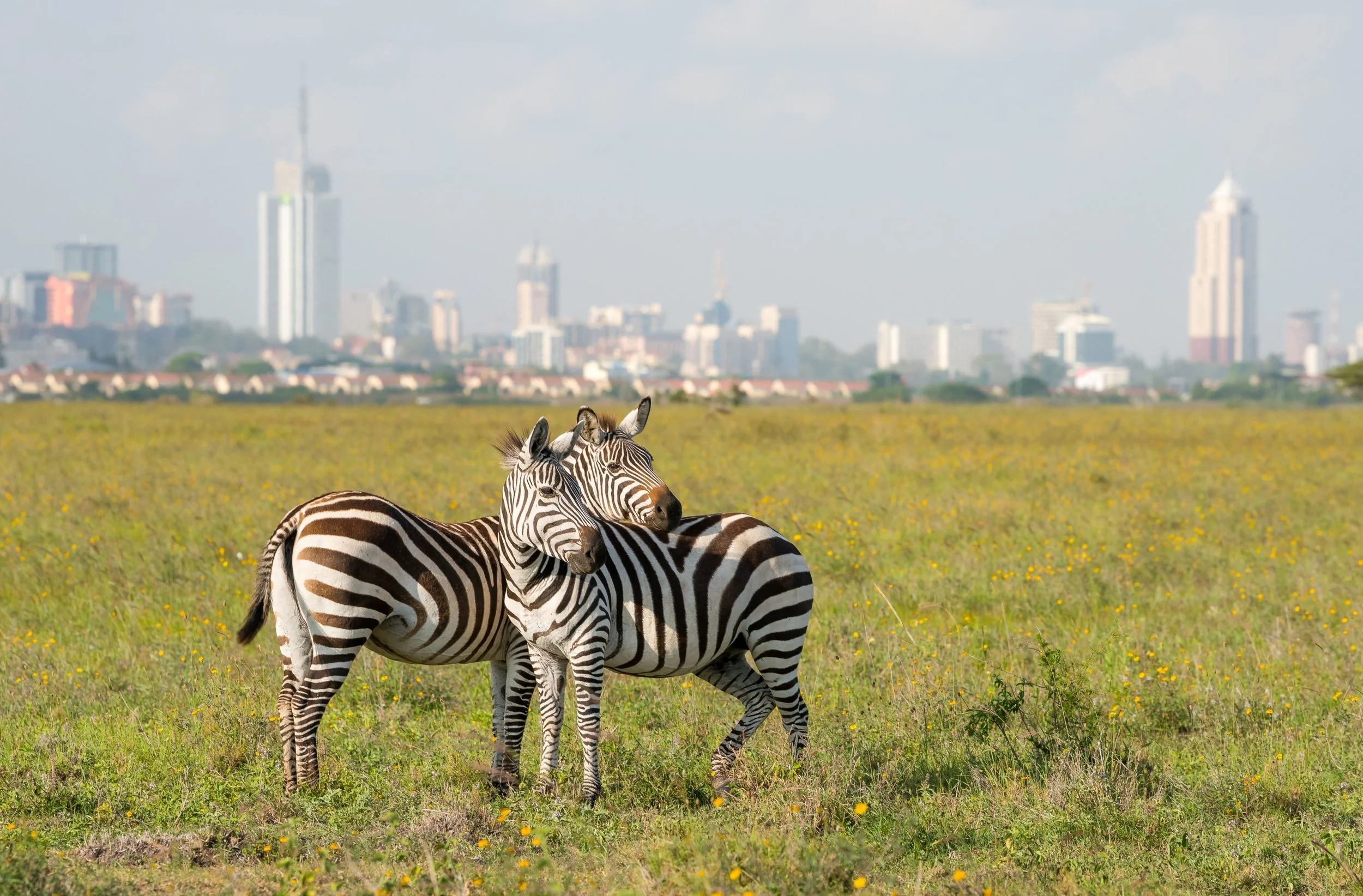 Zebras nairobi national park.jpg