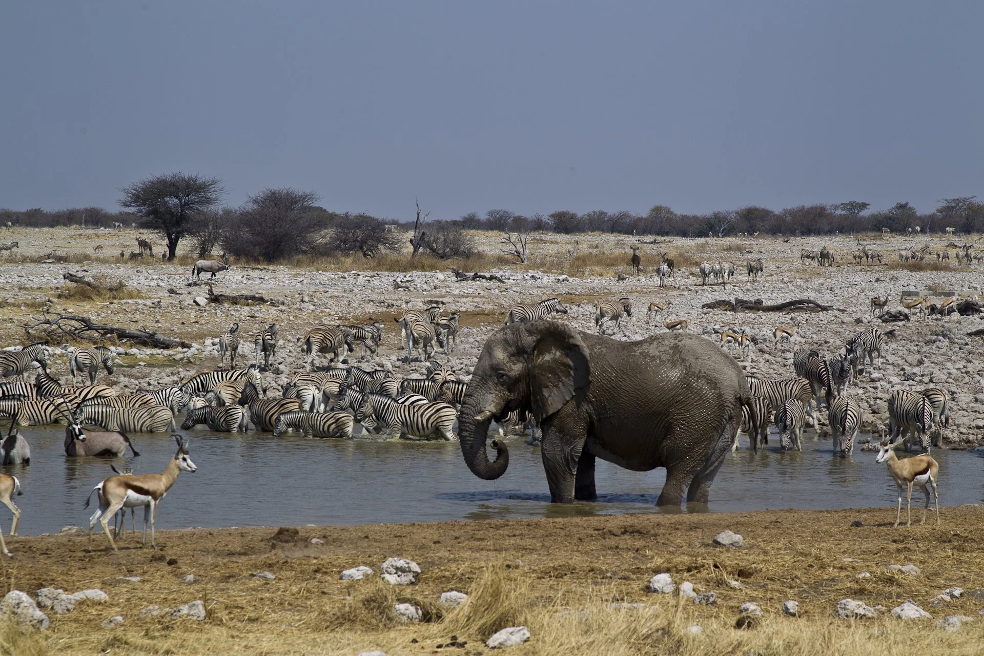 Ethosha watering hole_crdt Wilderness Safaris.jpg