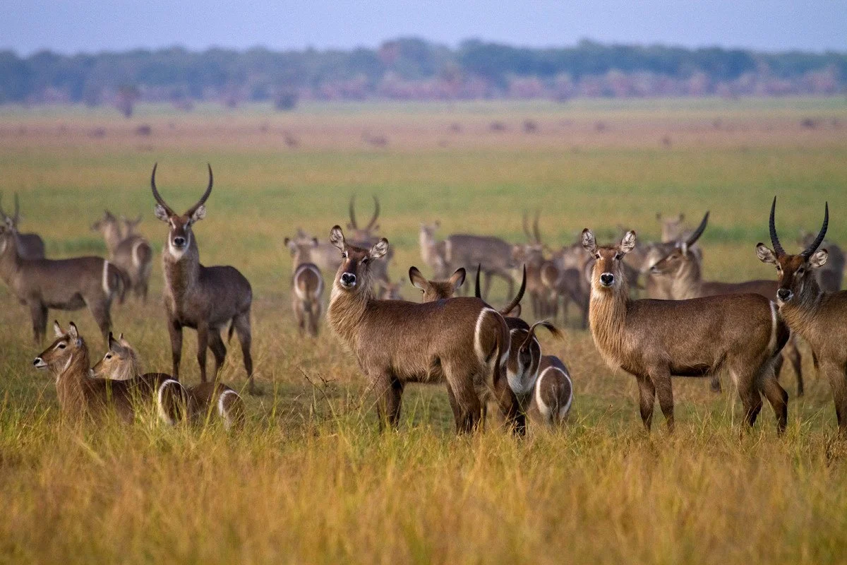 Mozambique_Gorongosa NP_Waterbuck Herds_Crafted Africa_CRED REQ.jpeg
